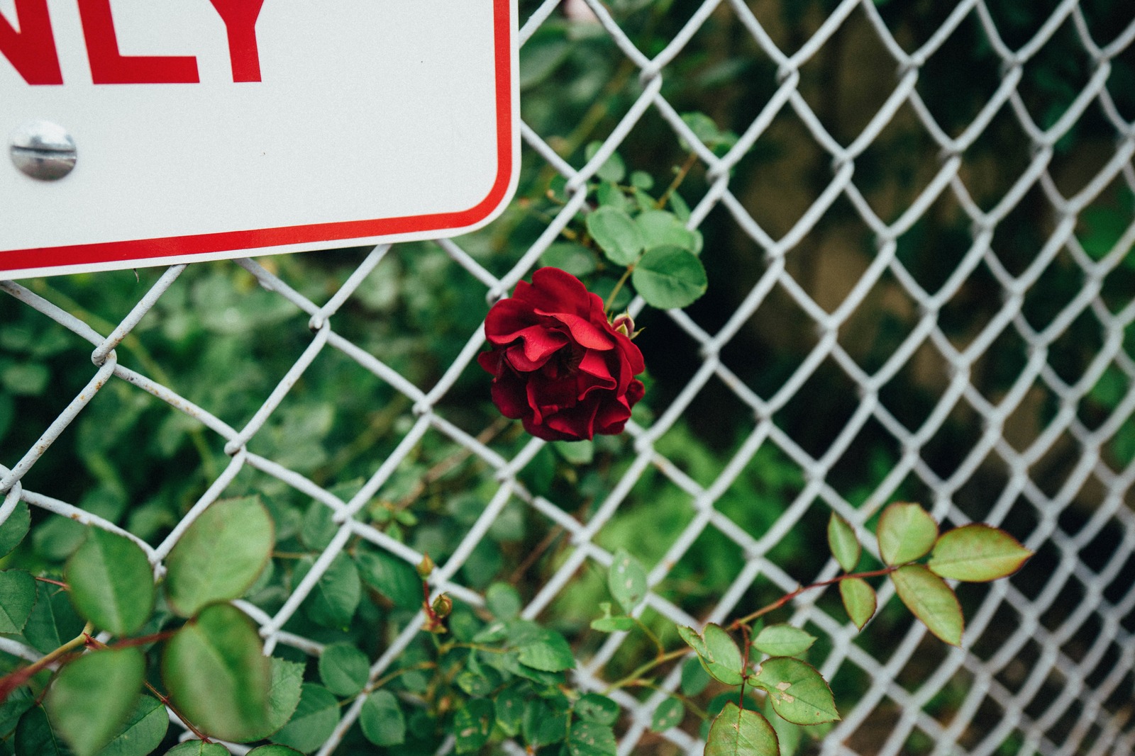Blooming Defiance