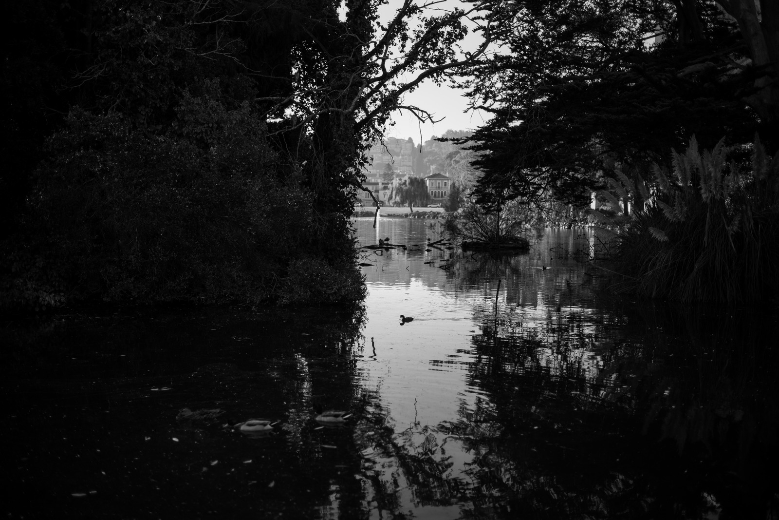 Tranquil Waterscape