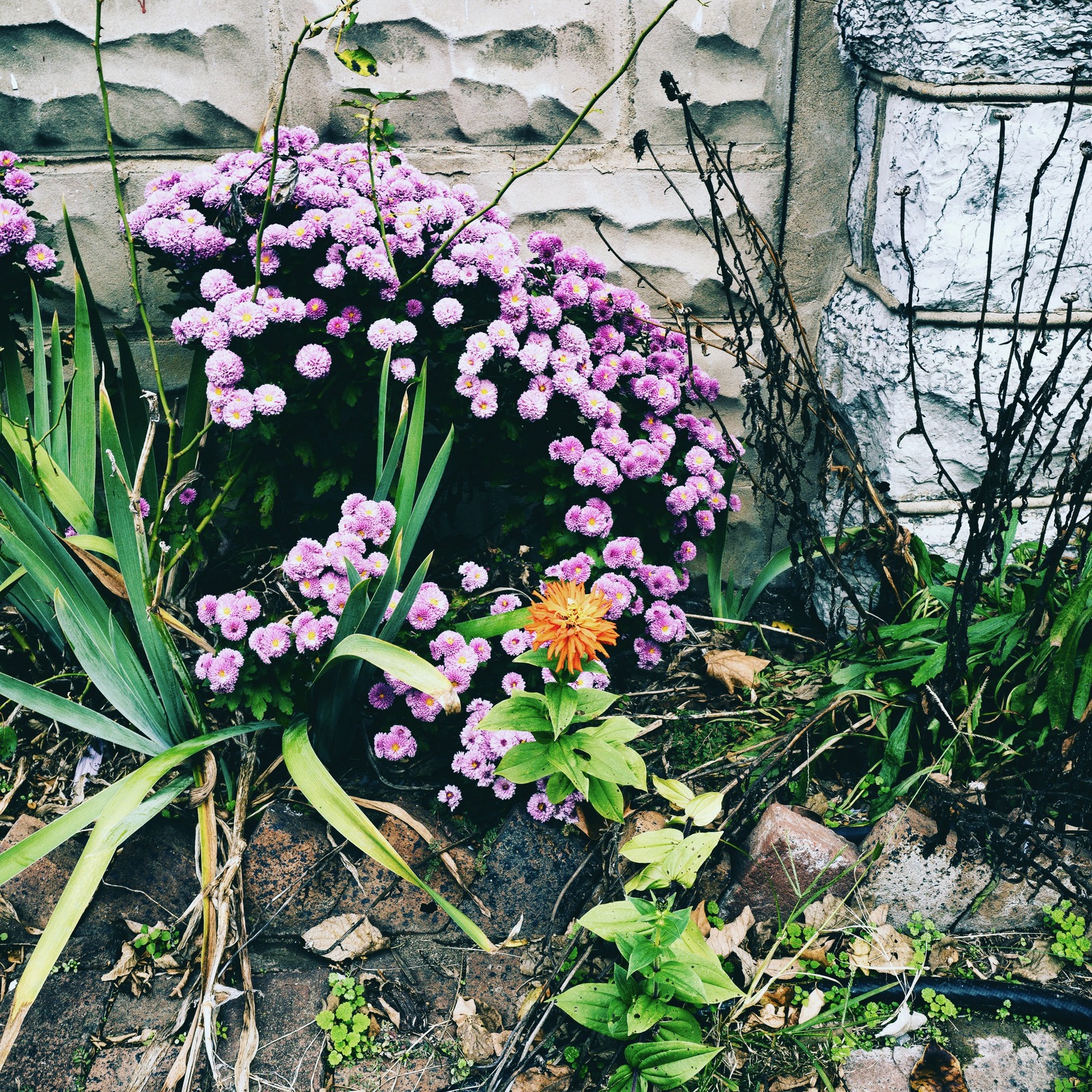 Wild Resilience
