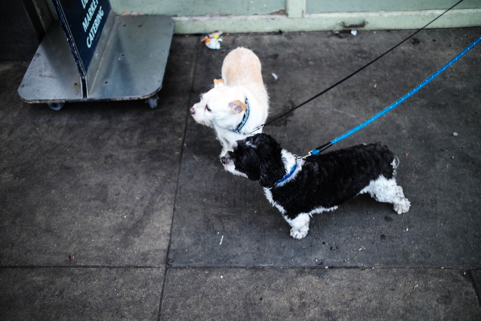 Neighborhood Paws