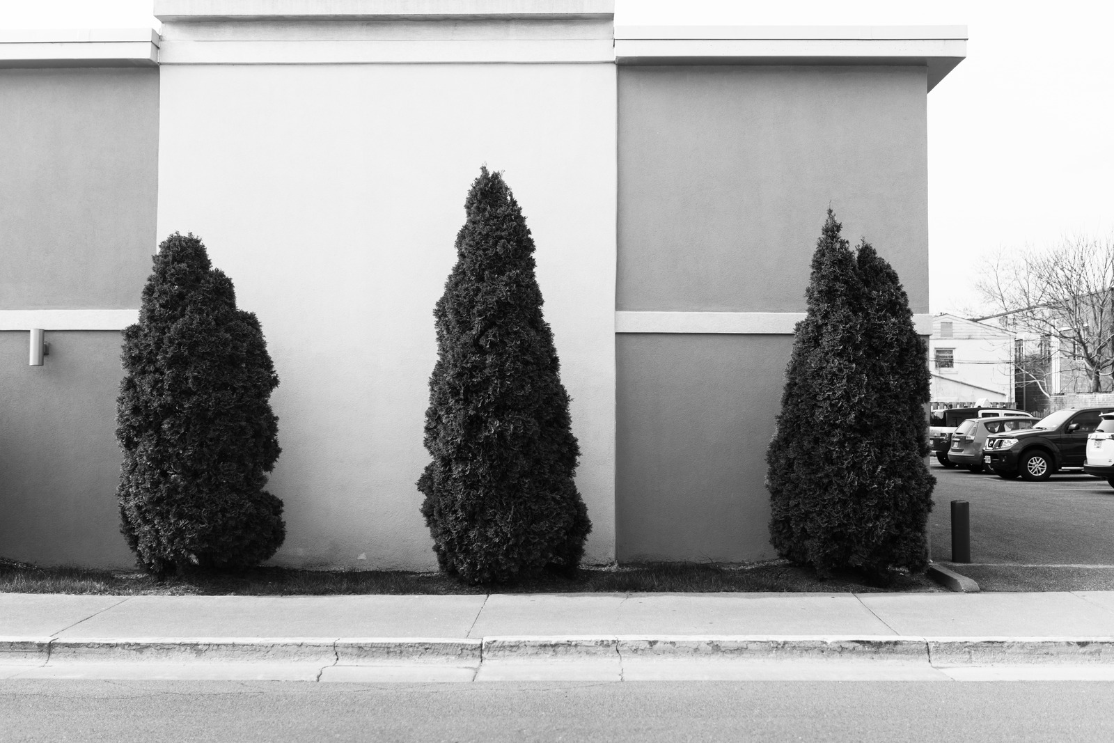 Triad of Evergreens