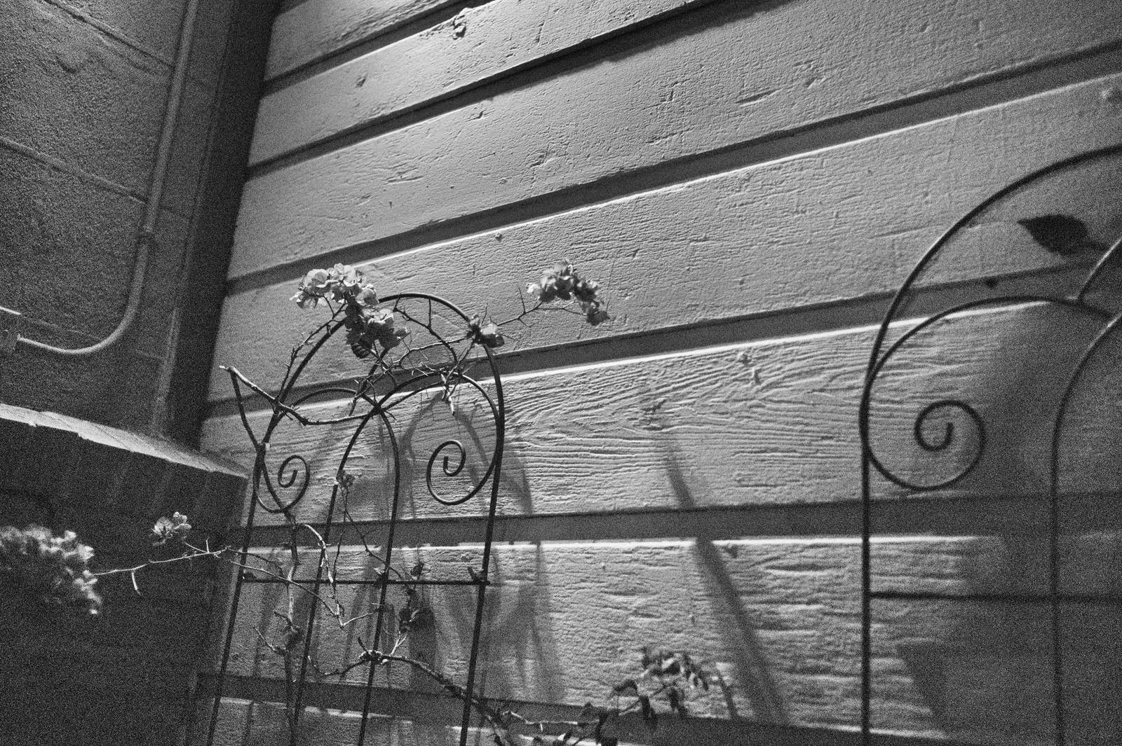 Whispers of Night
