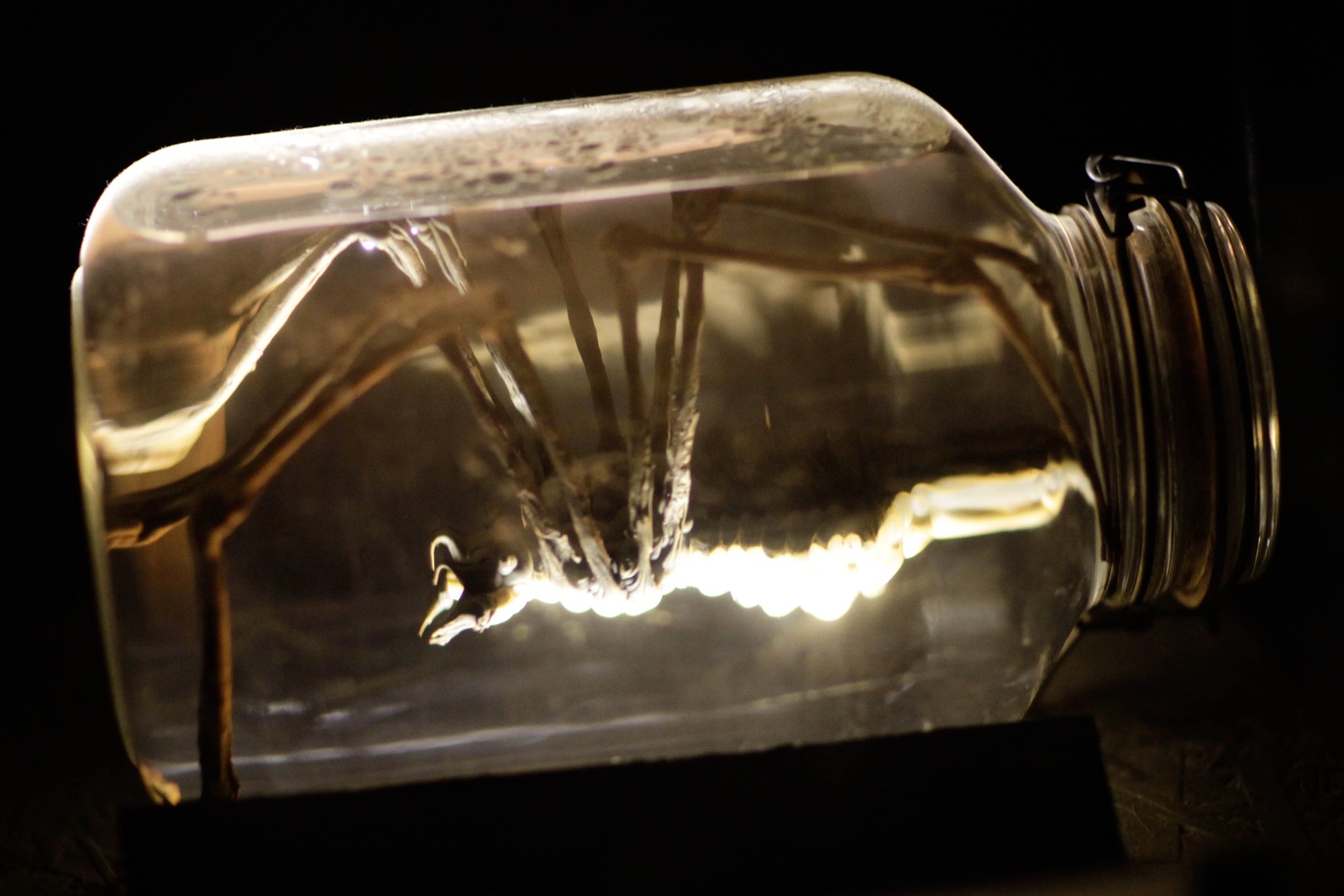 Encased Intrigue