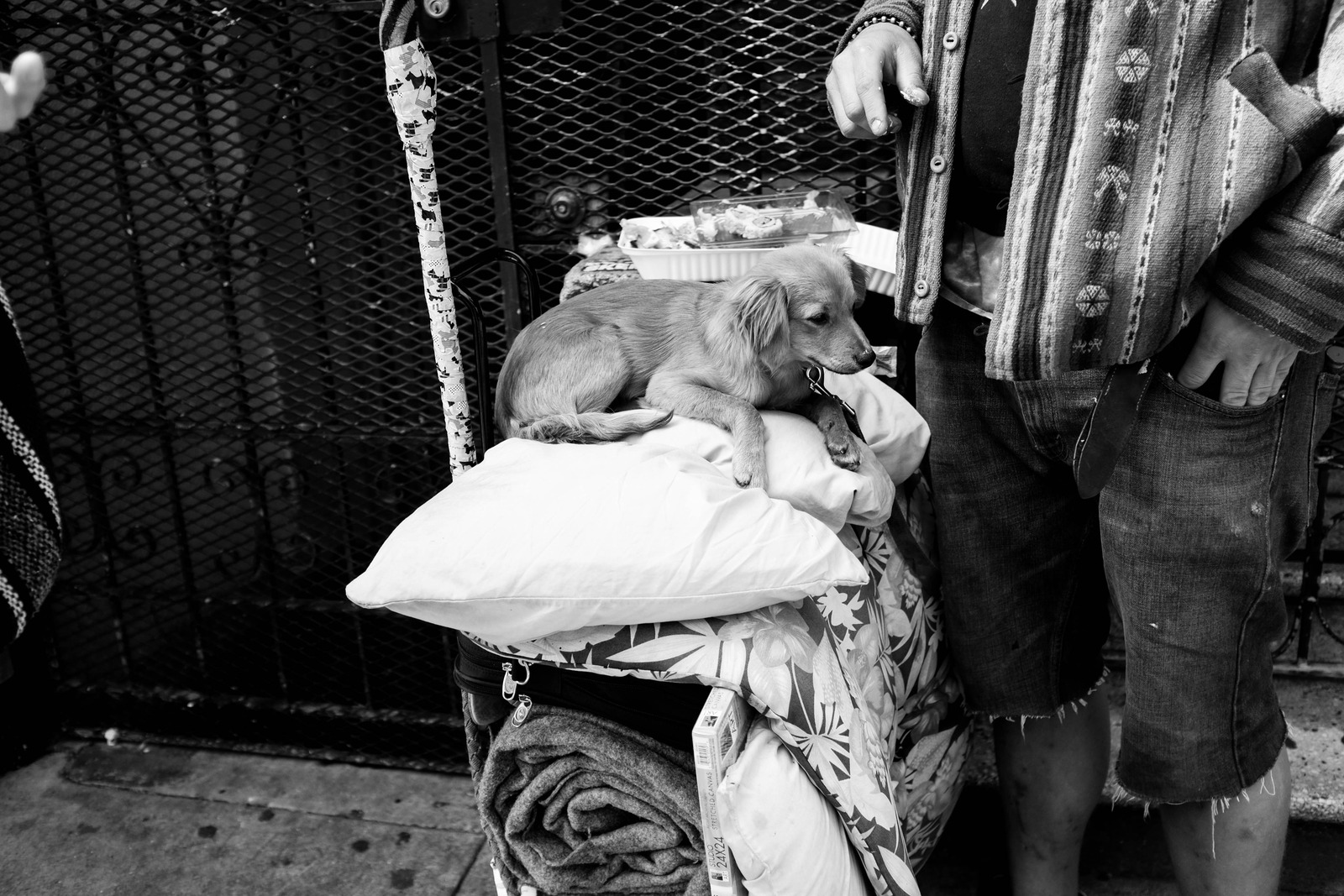 Quiet Companionship