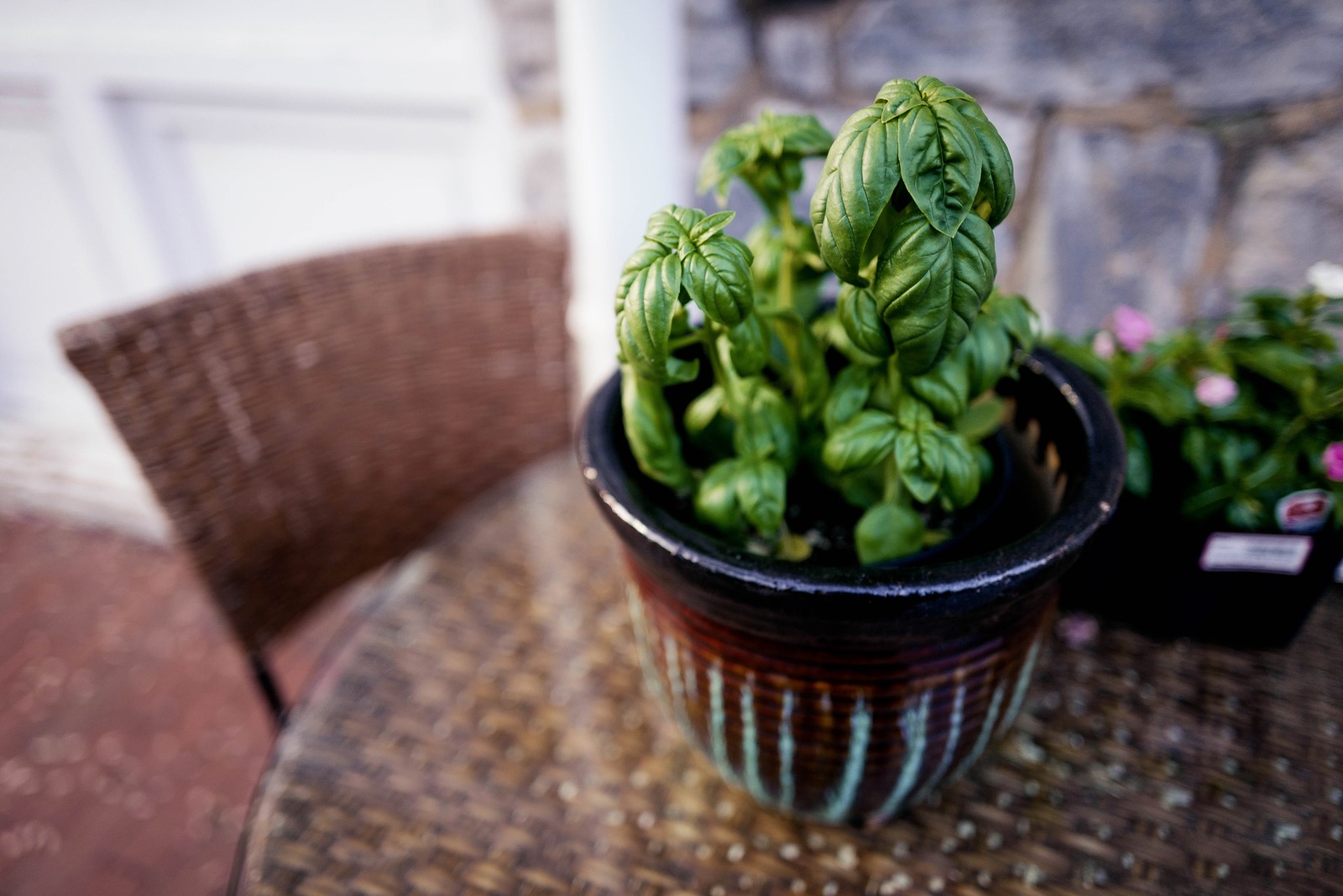 Basil Dreams