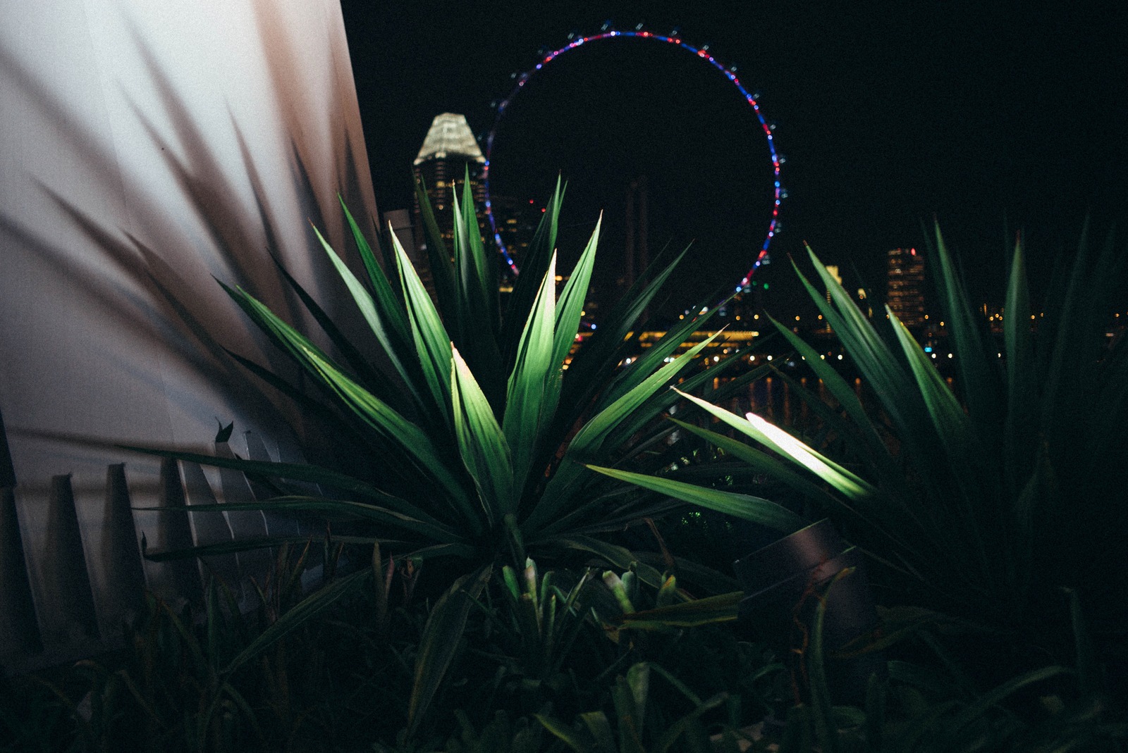Nighttime Oasis