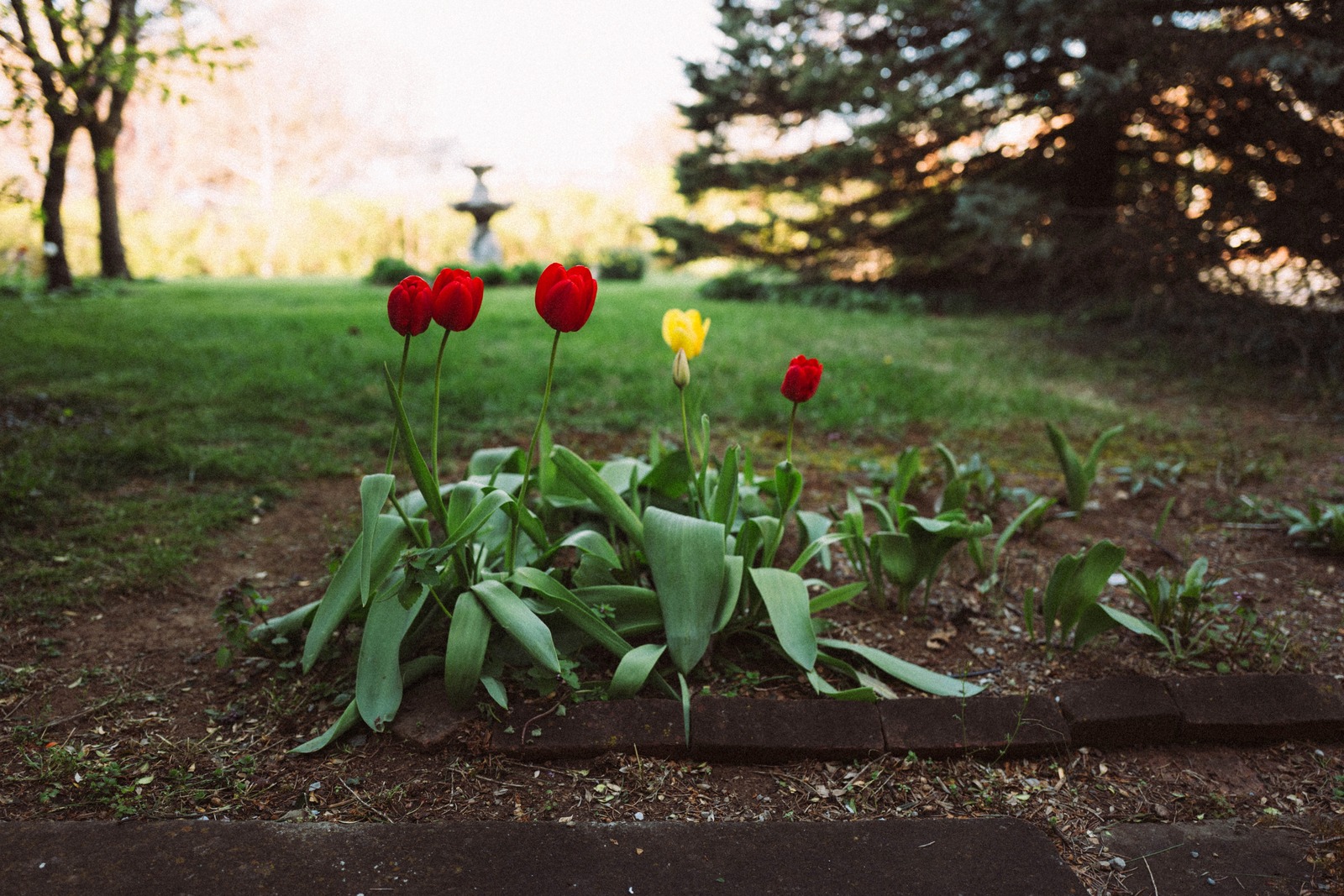 Spring's Embrace