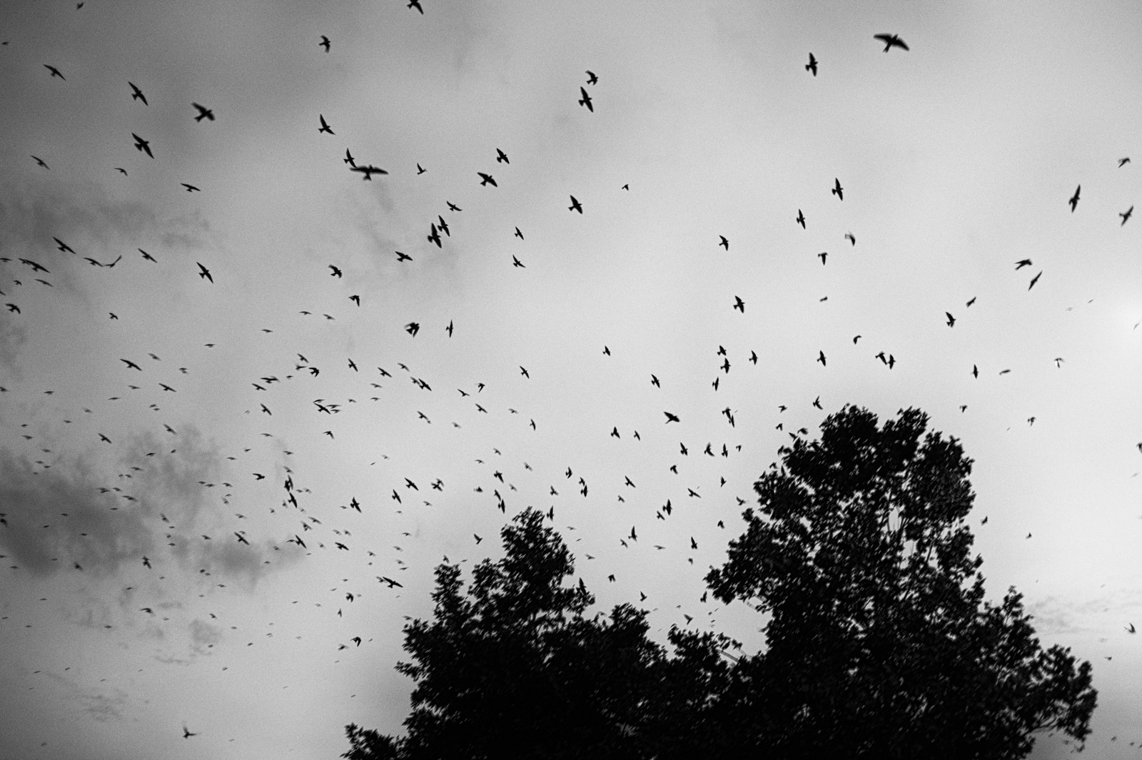 Ethereal Flight