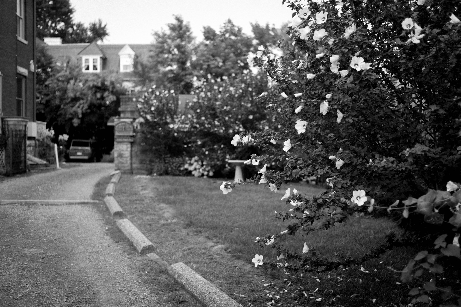 Pathway of Blossoms