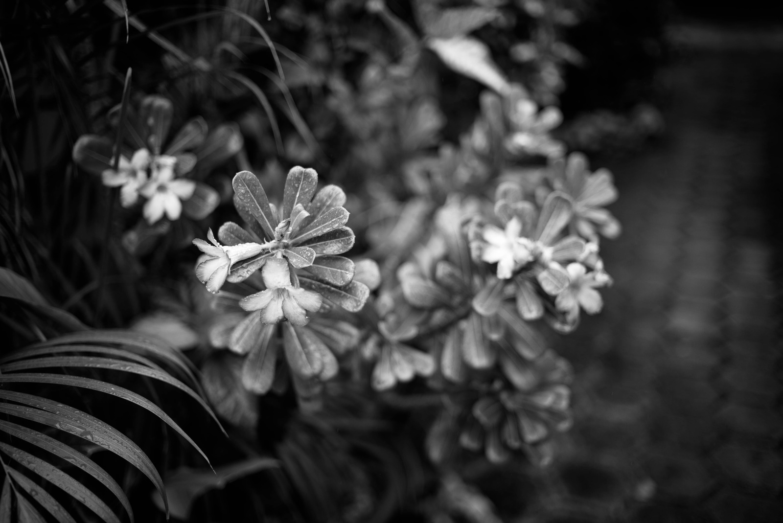 Whispers of Nature