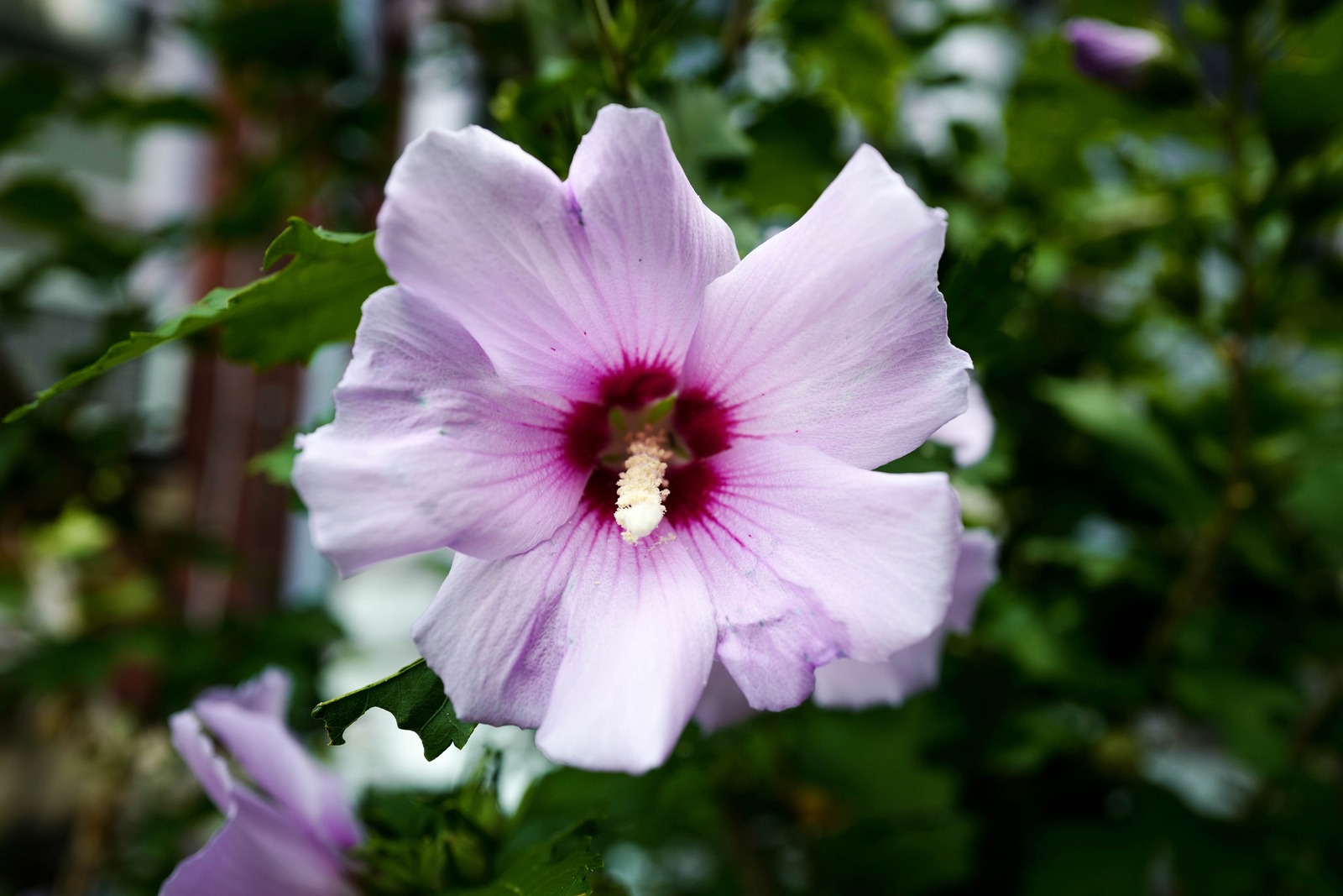 Delicate Bloom