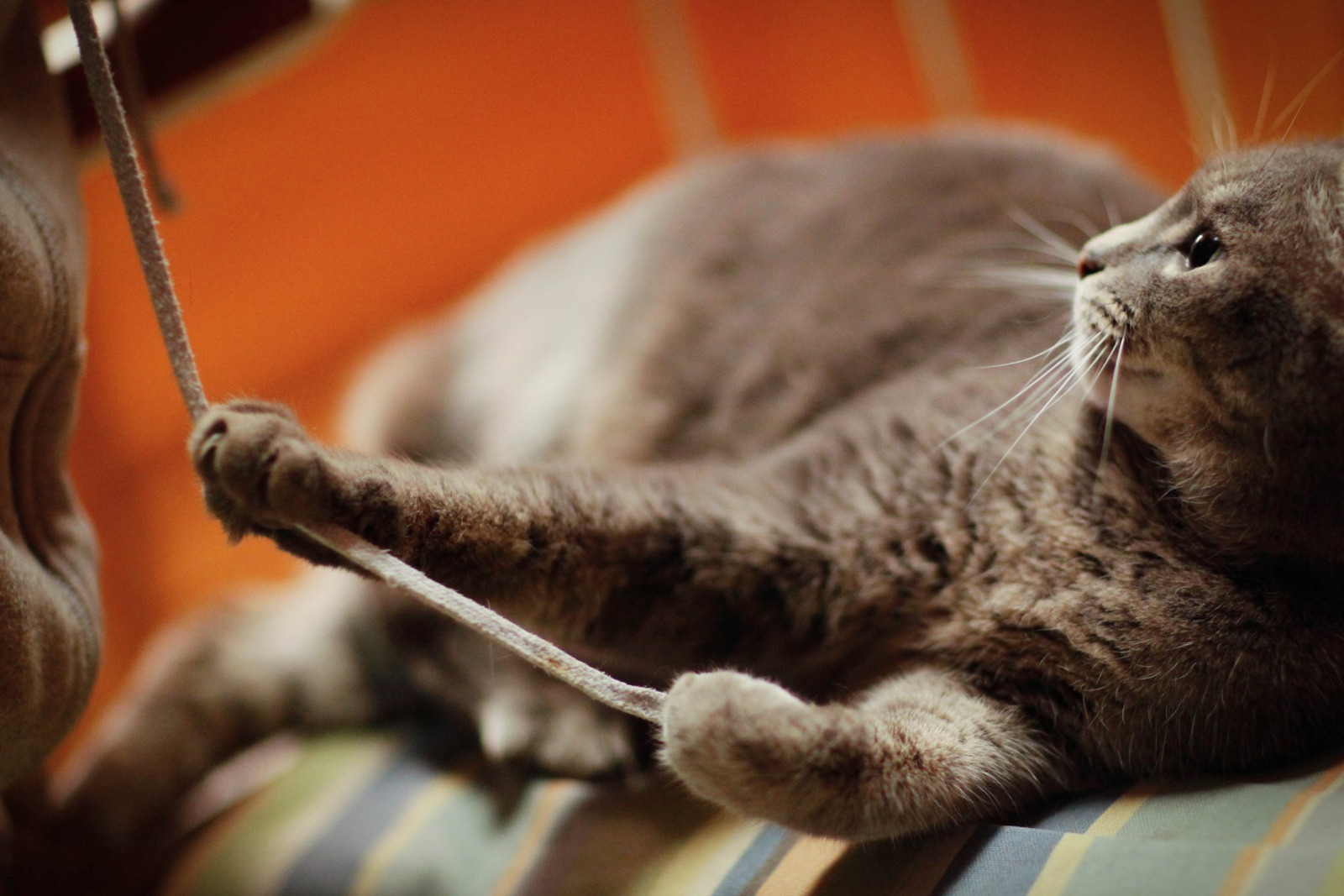 Feline Playtime