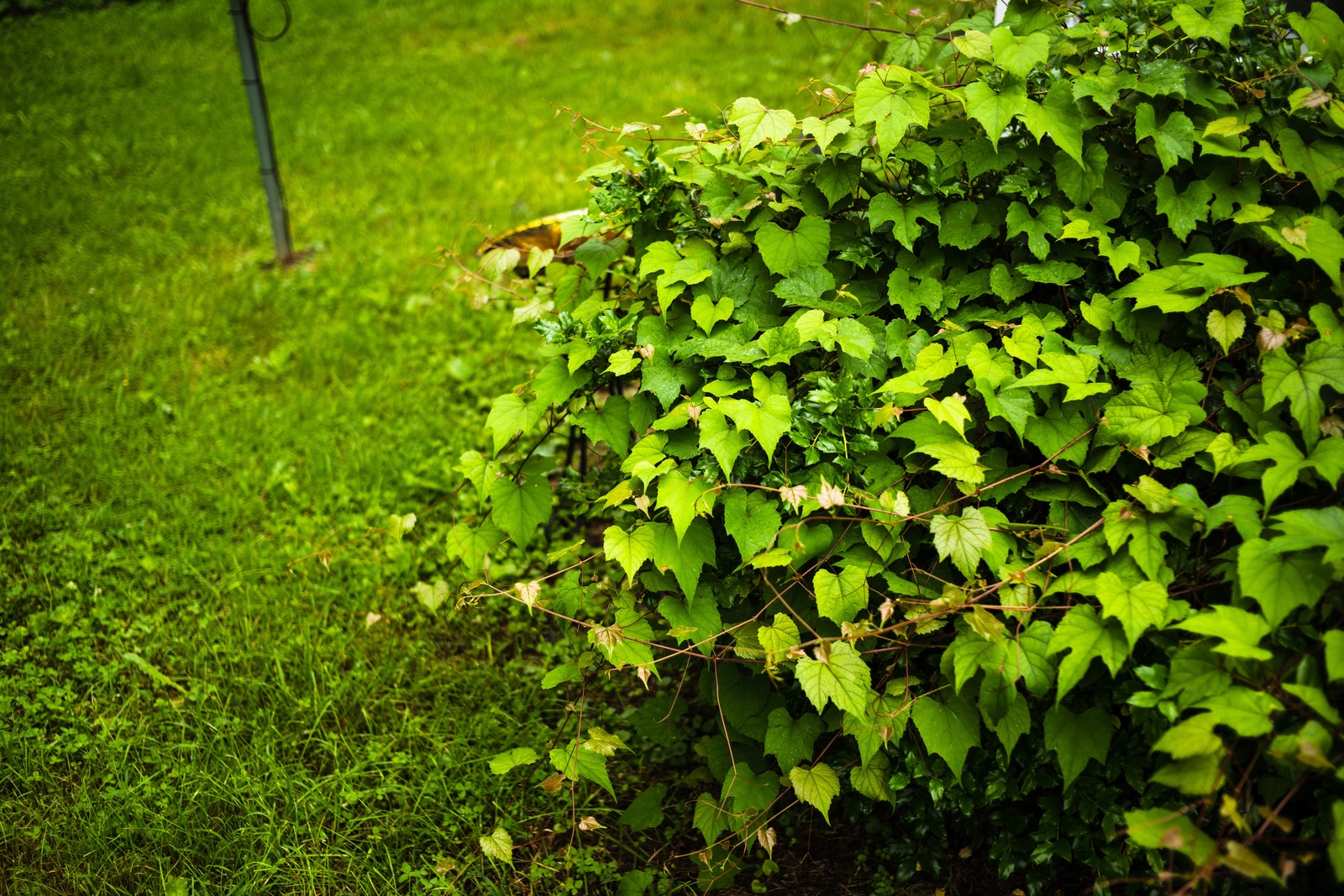 Lush Green Serenity