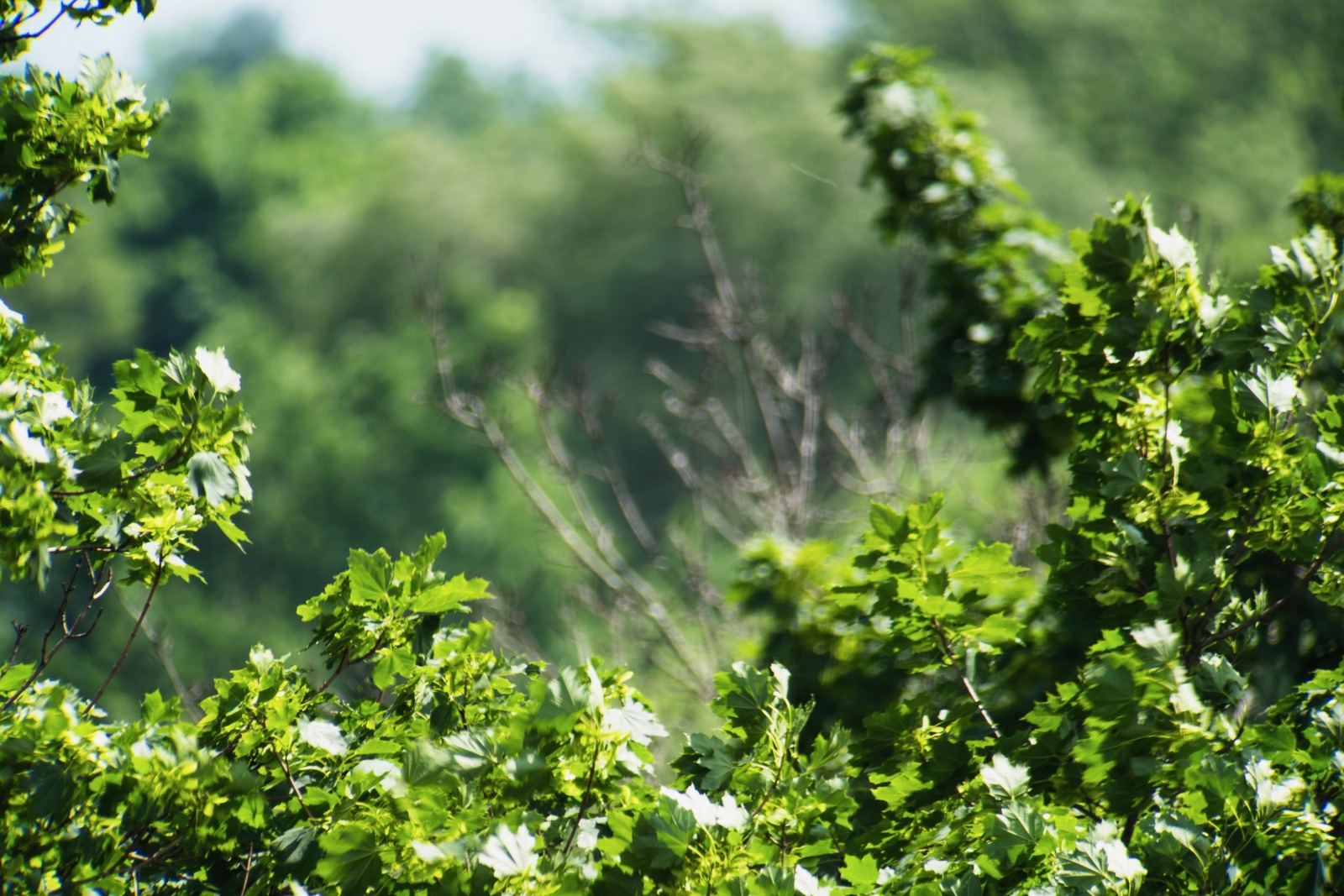 Lush Green Canopy