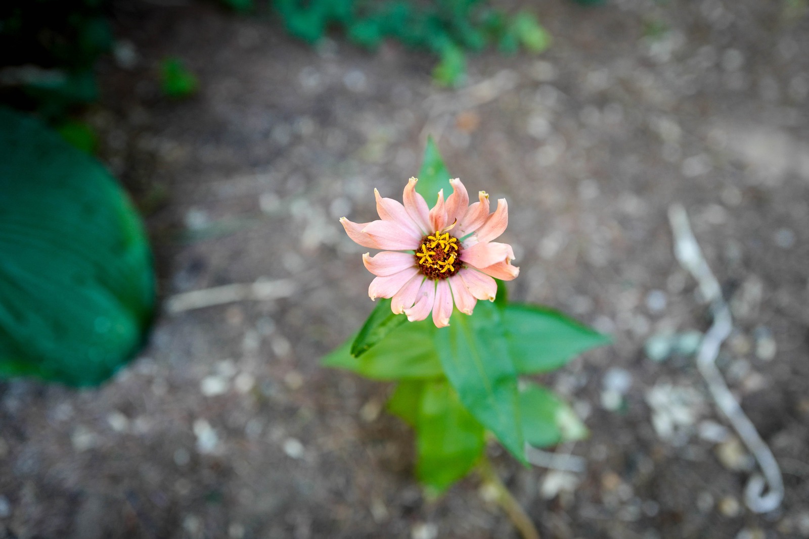 Solitary Blossom