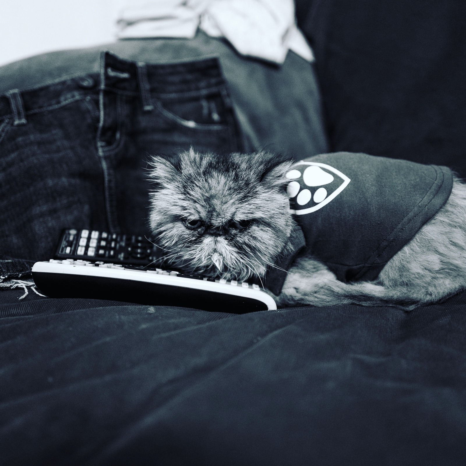 Couch Companion