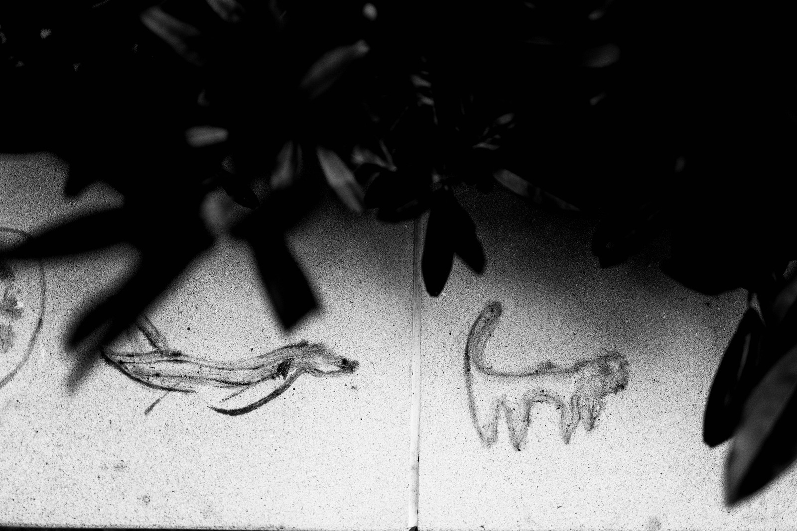 Whispers of Nature