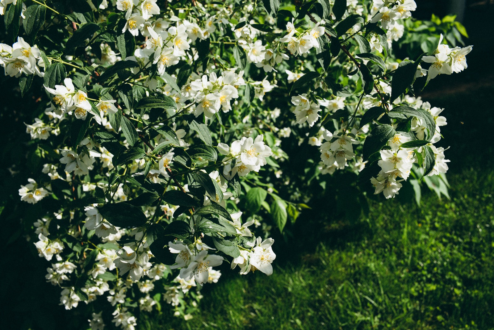 Blooming Serenity