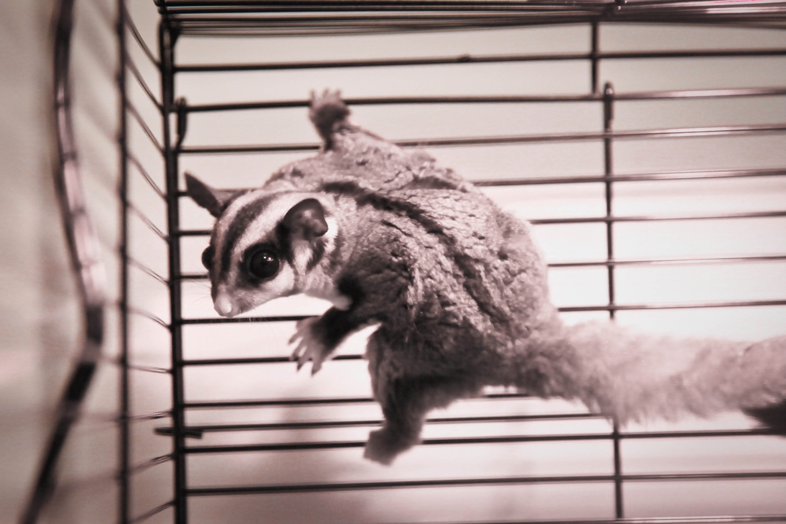 Curious Glide