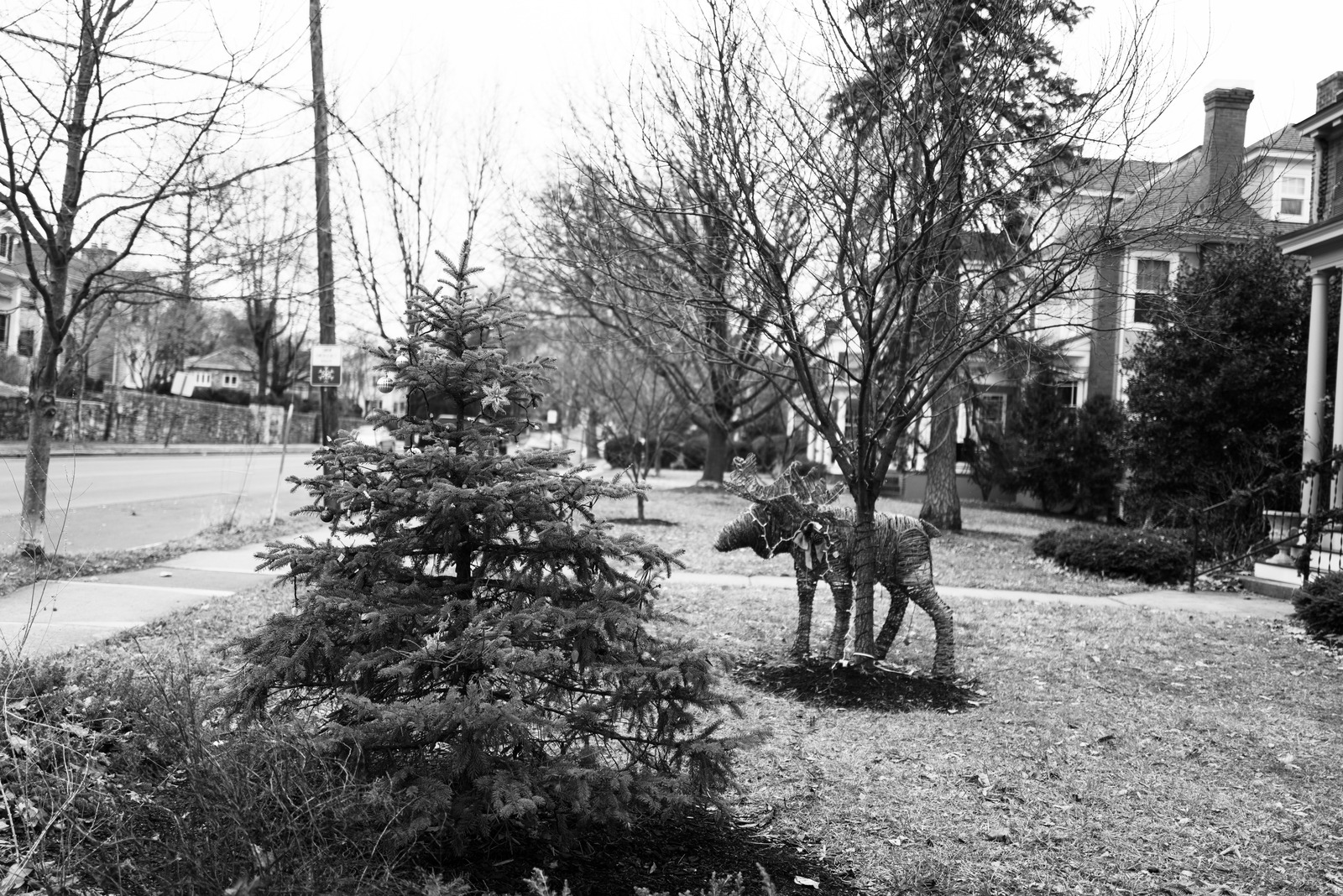 Quiet Winter Stroll