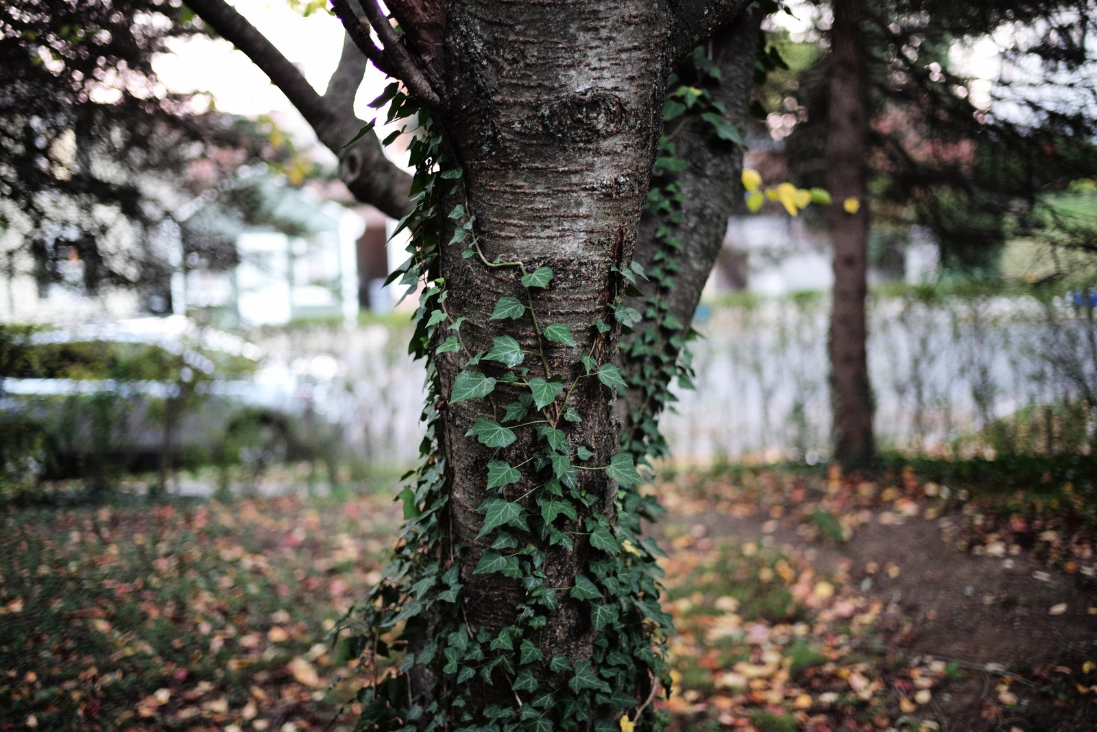 Nature's Embrace