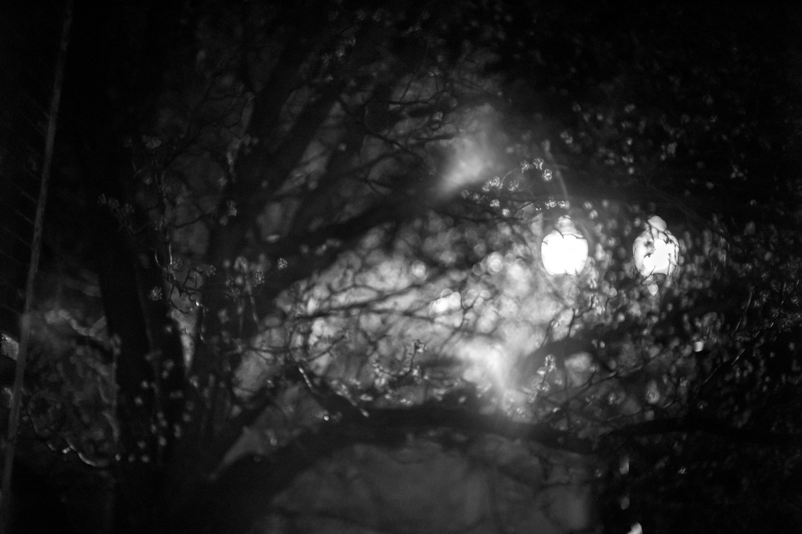 Veiled in Shadows