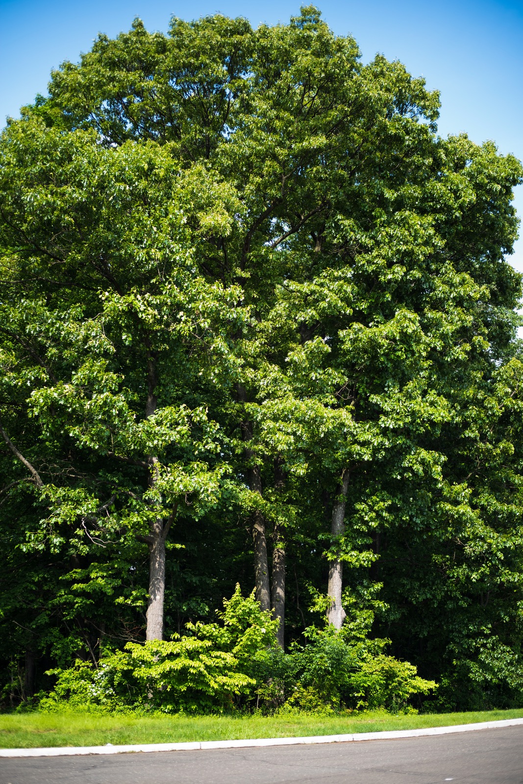 Lush Green Canopy