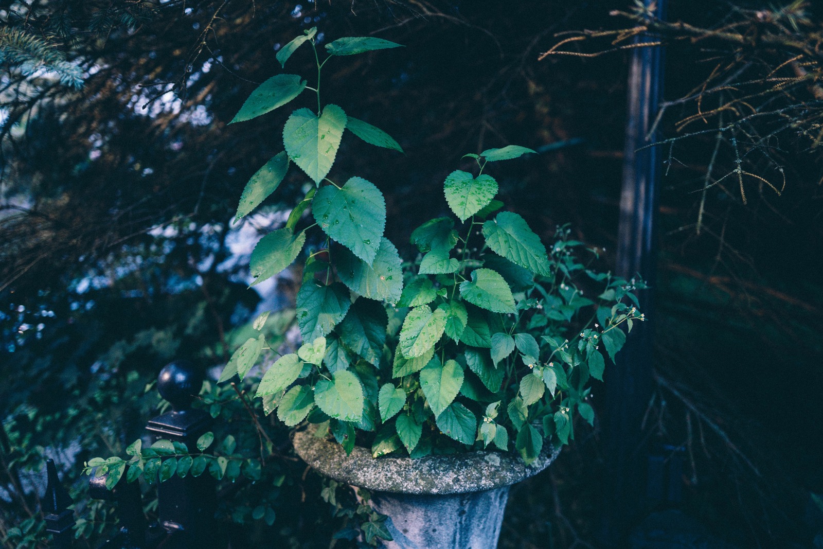 Nature's Resilience