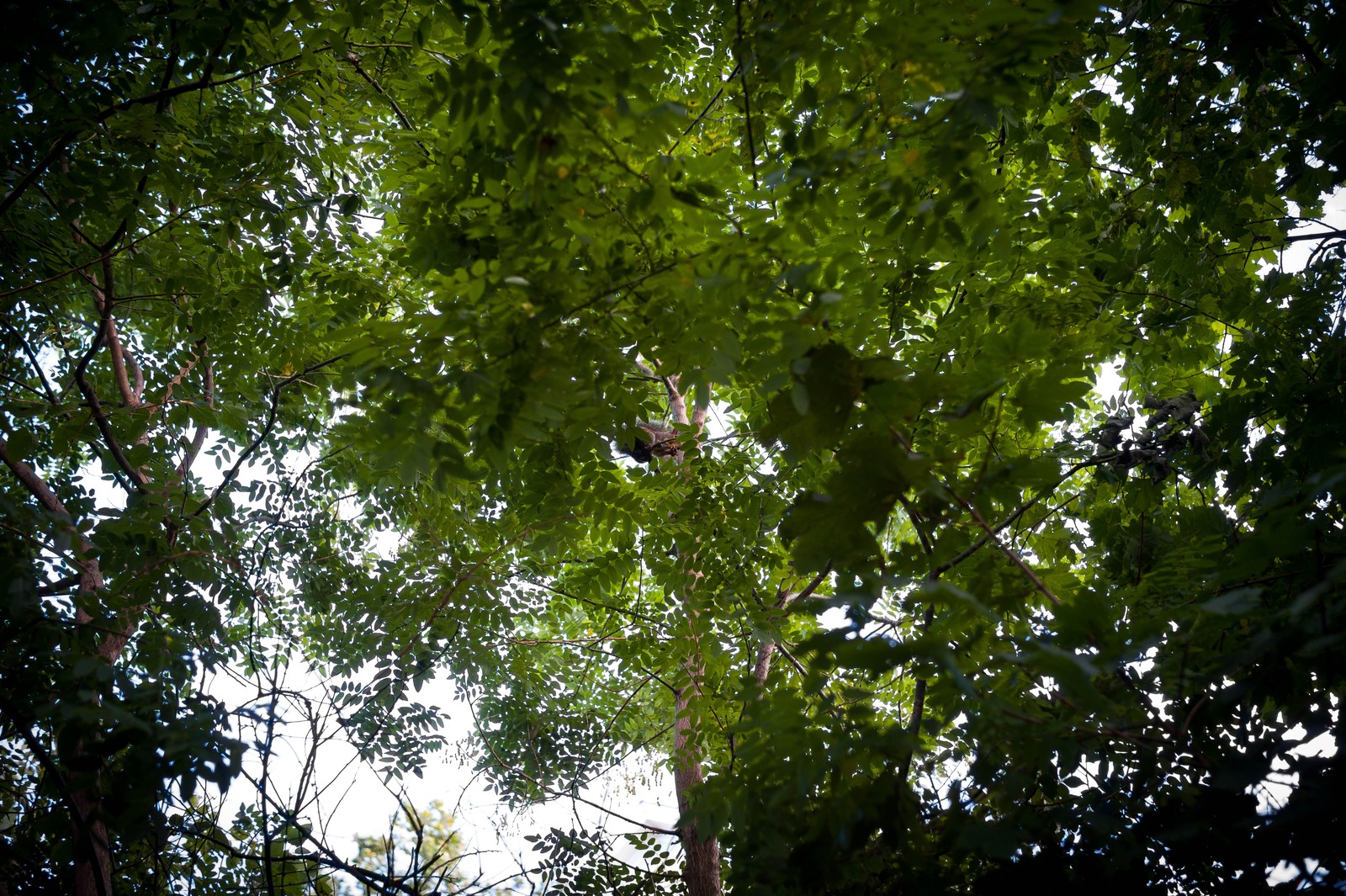 Canopy of Serenity