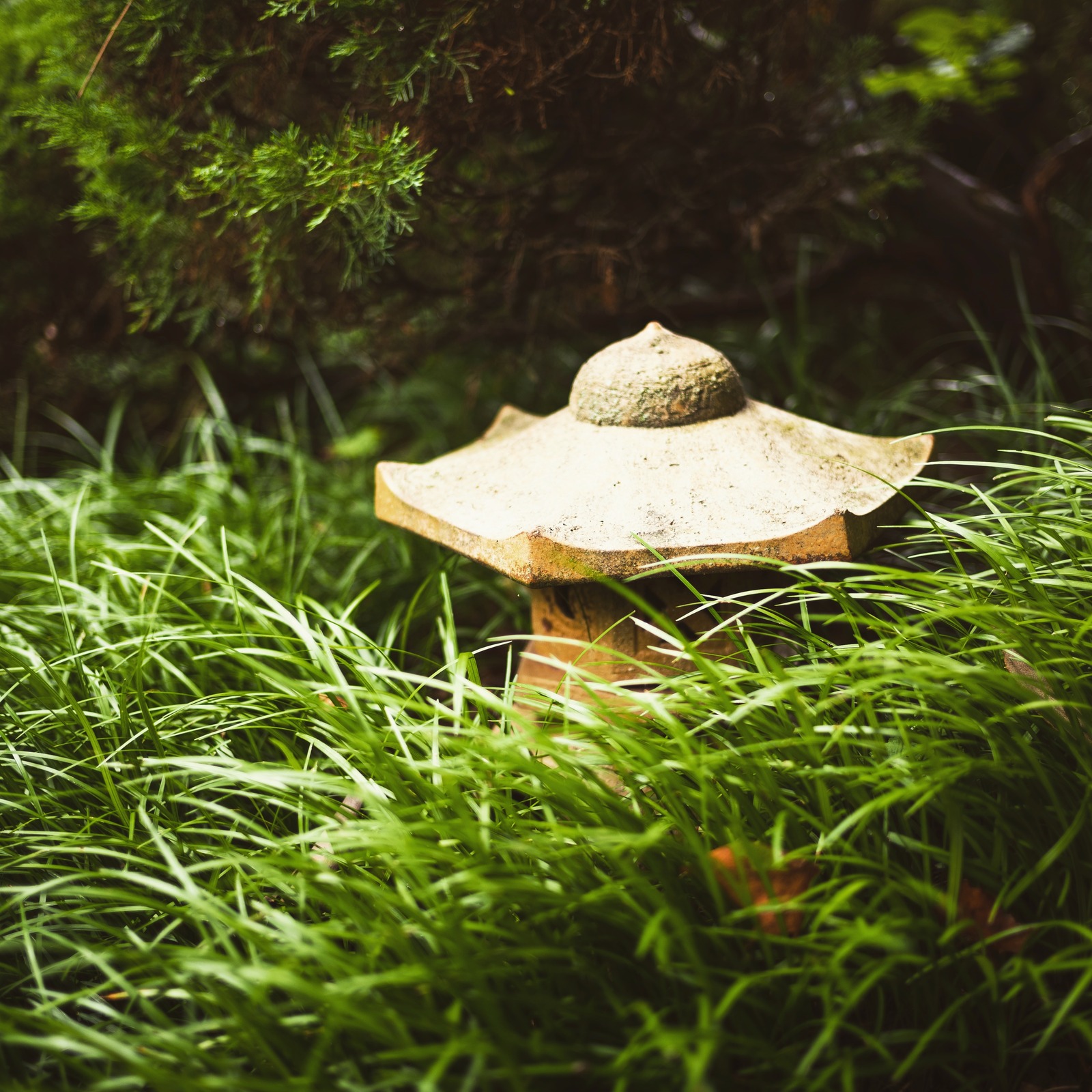 Whispers of Nature