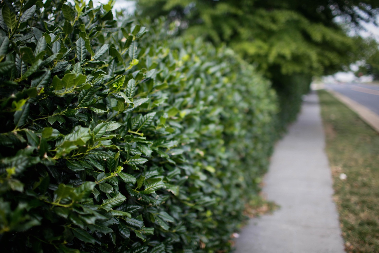 Urban Greenery