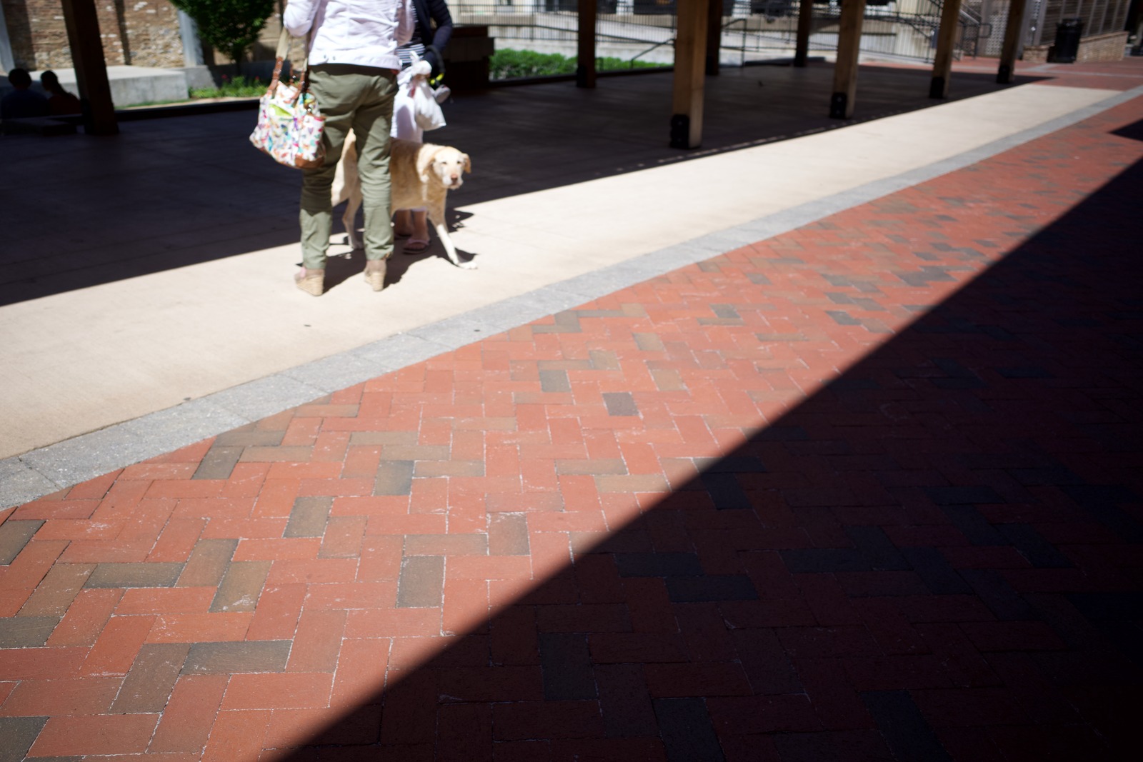 A Stroll in the Sun