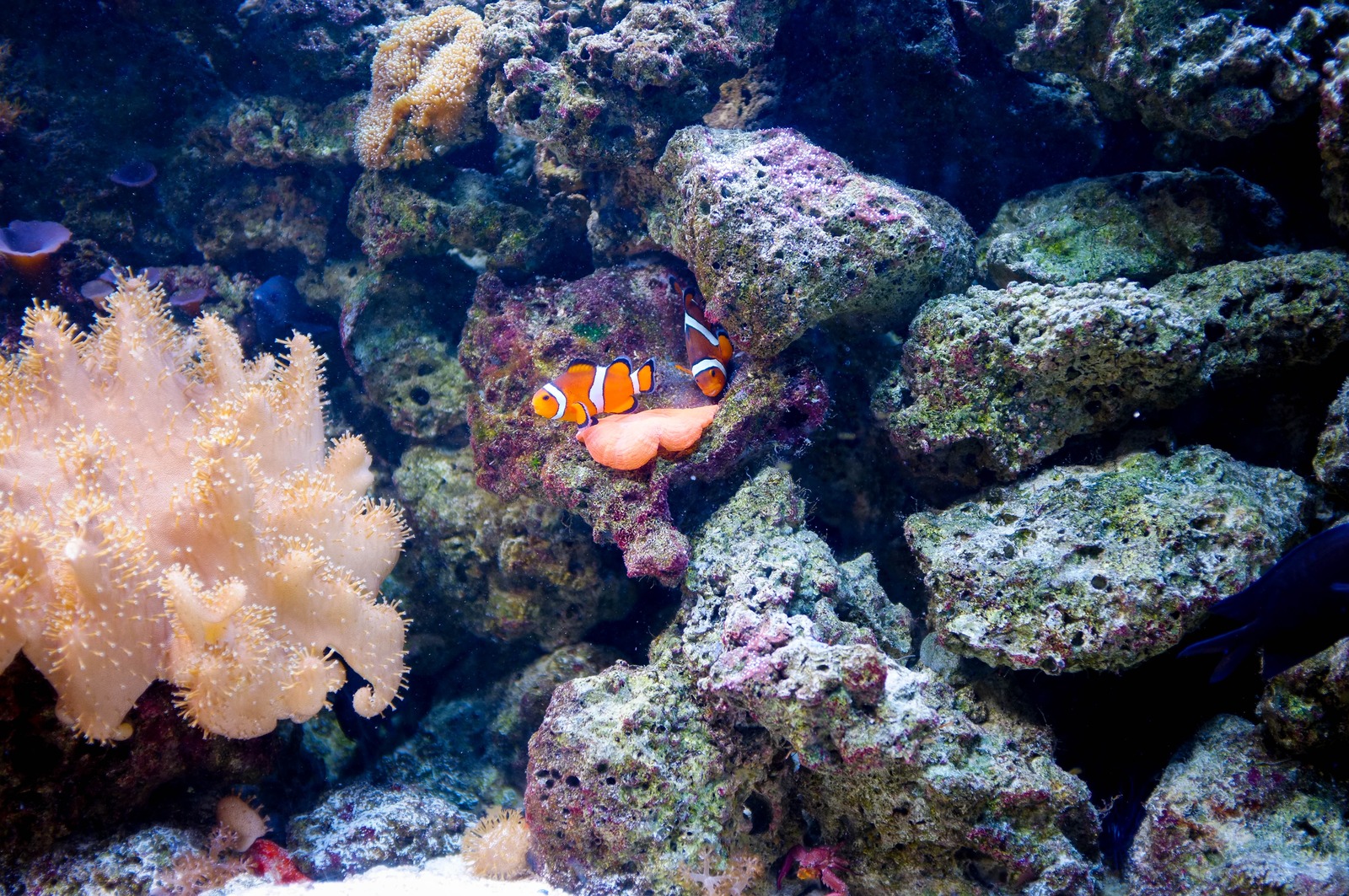 Underwater Serenity