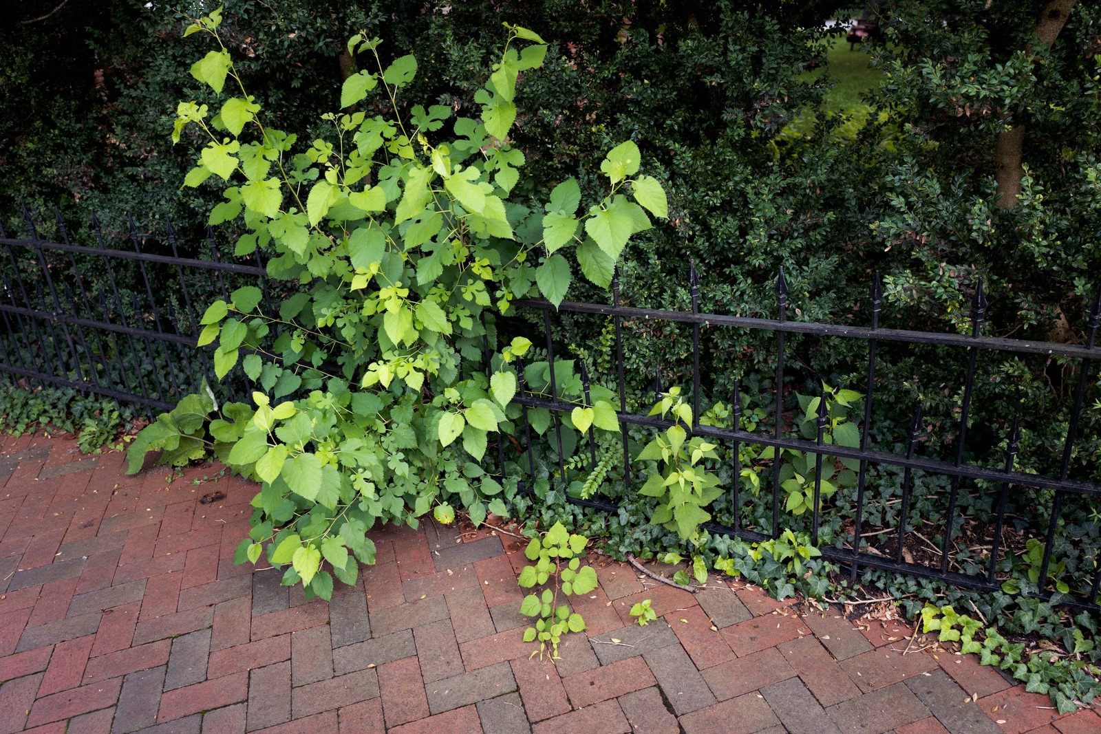 Nature's Resilience