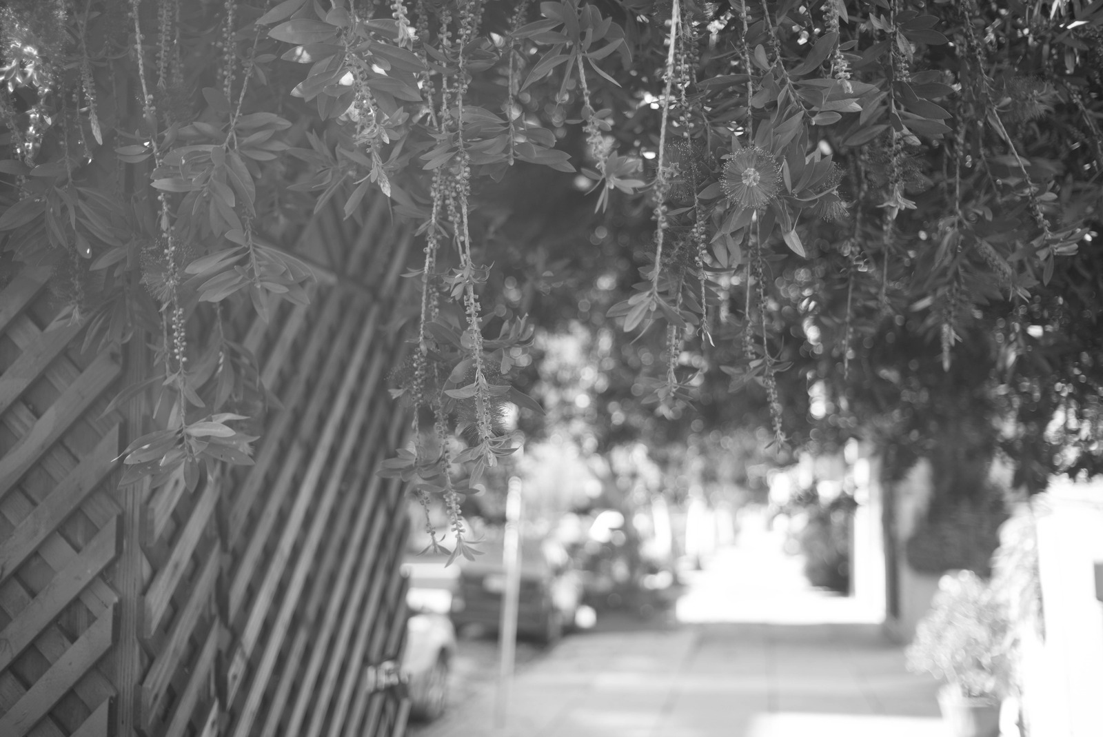 Whispers of Shade