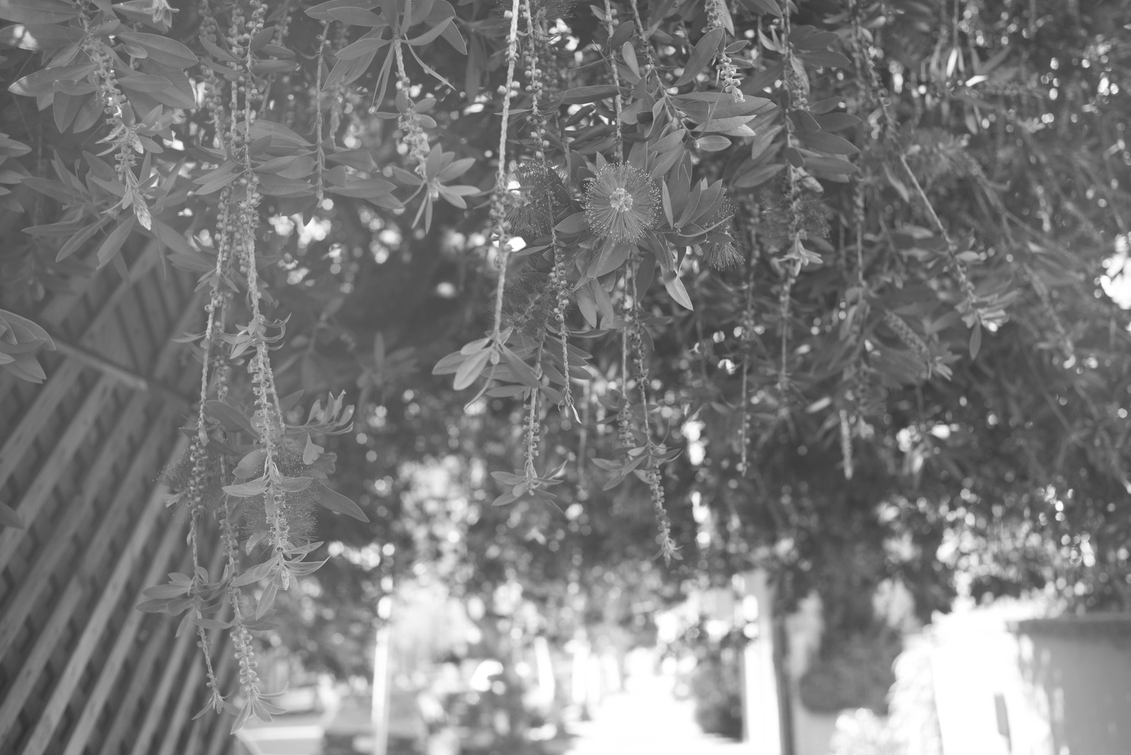 Beneath the Canopy