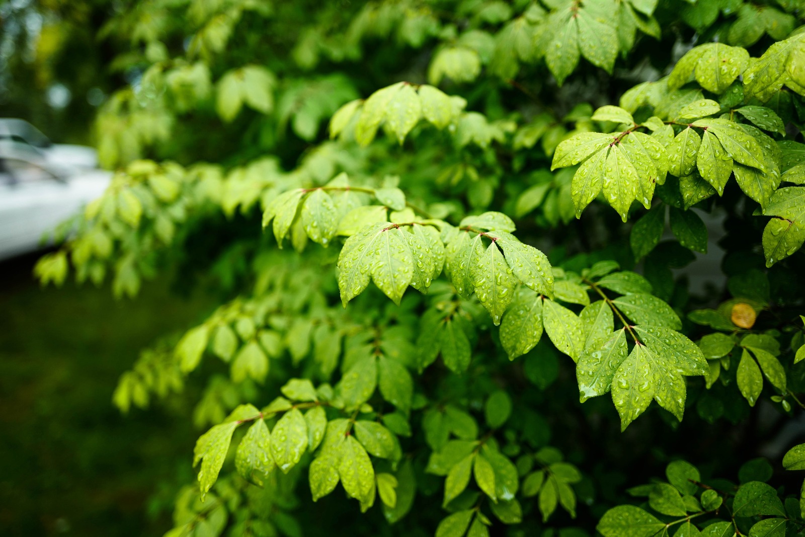 Lush Green Serenity