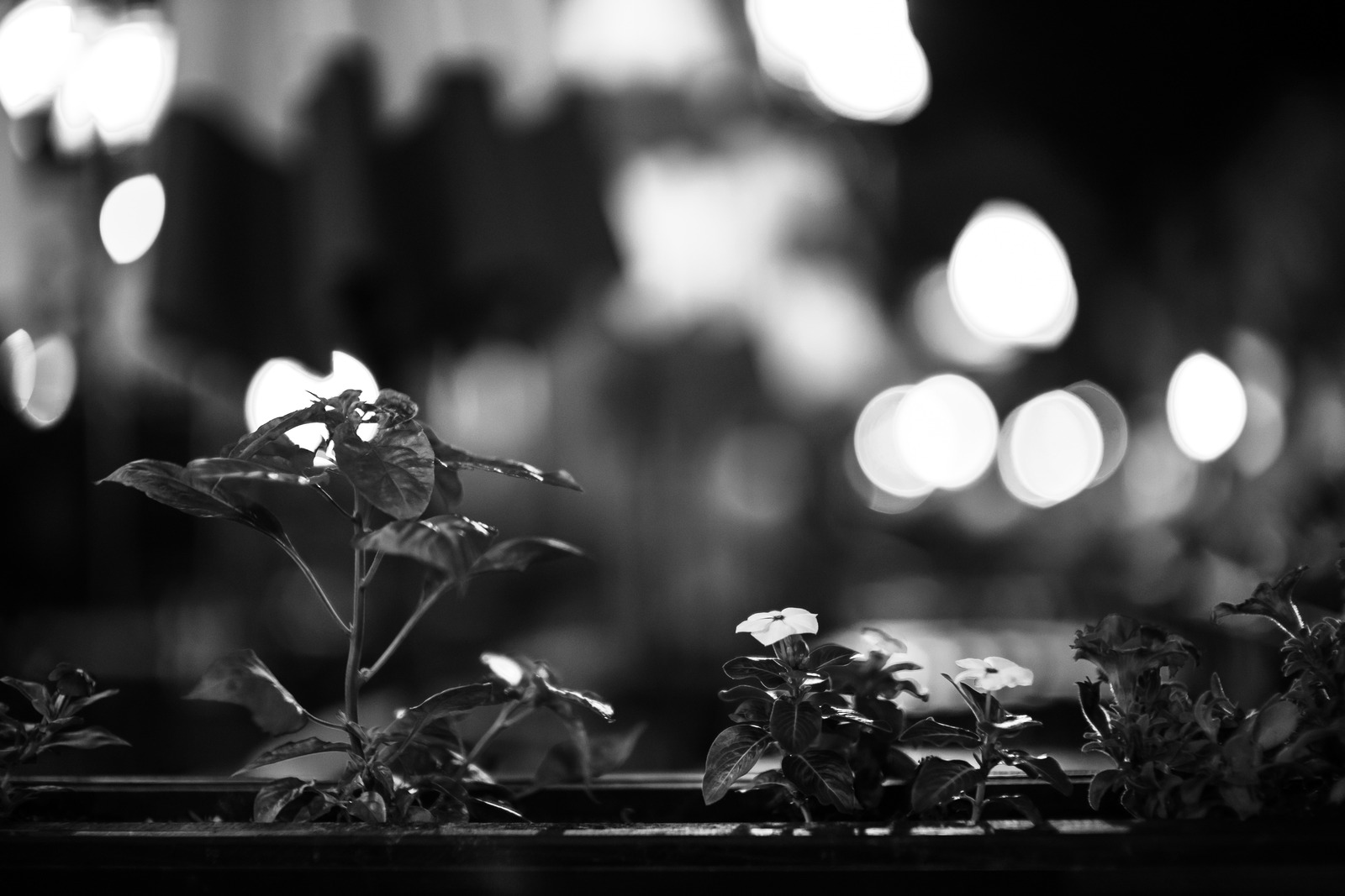 Nocturnal Blossoms