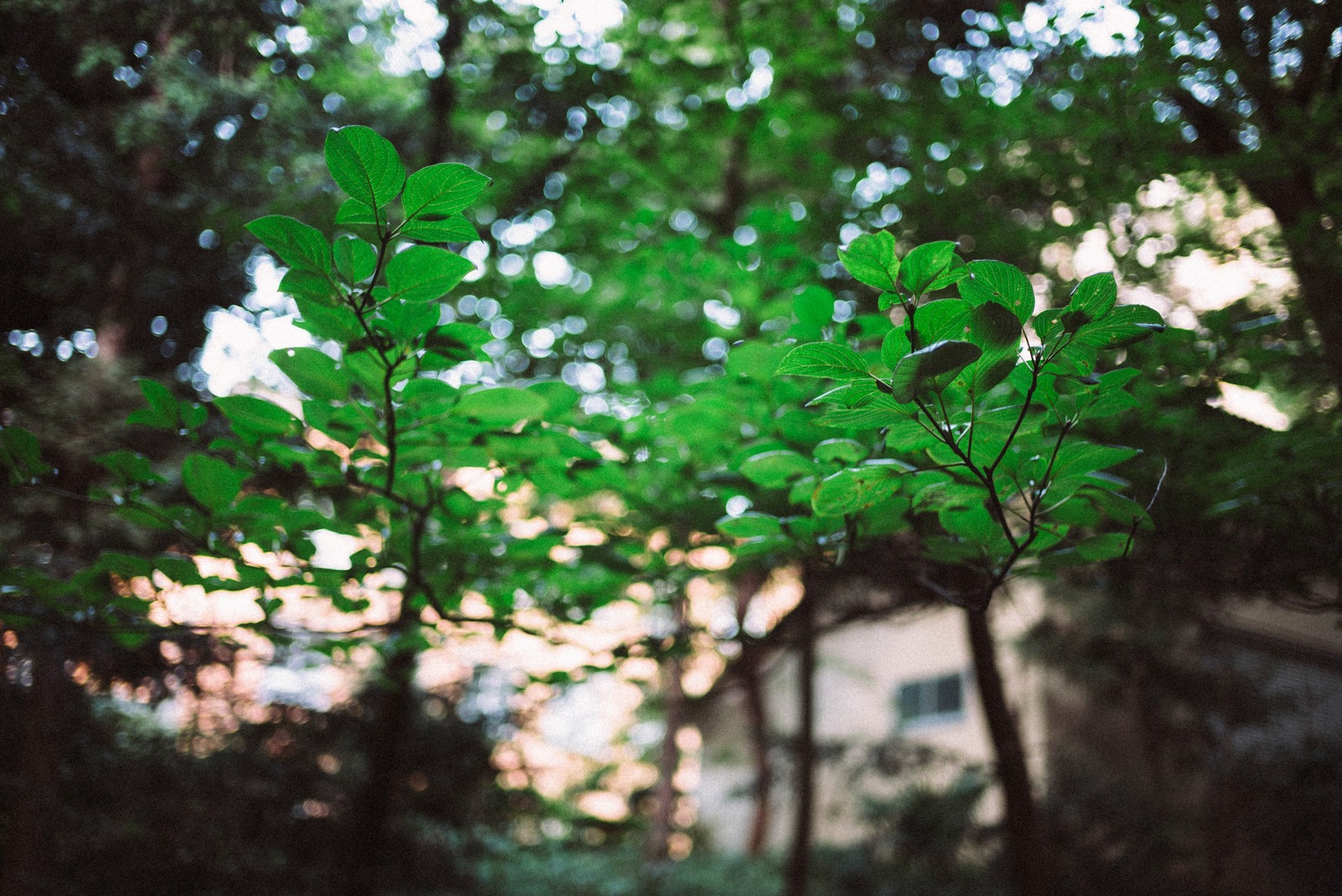 Verdant Serenity
