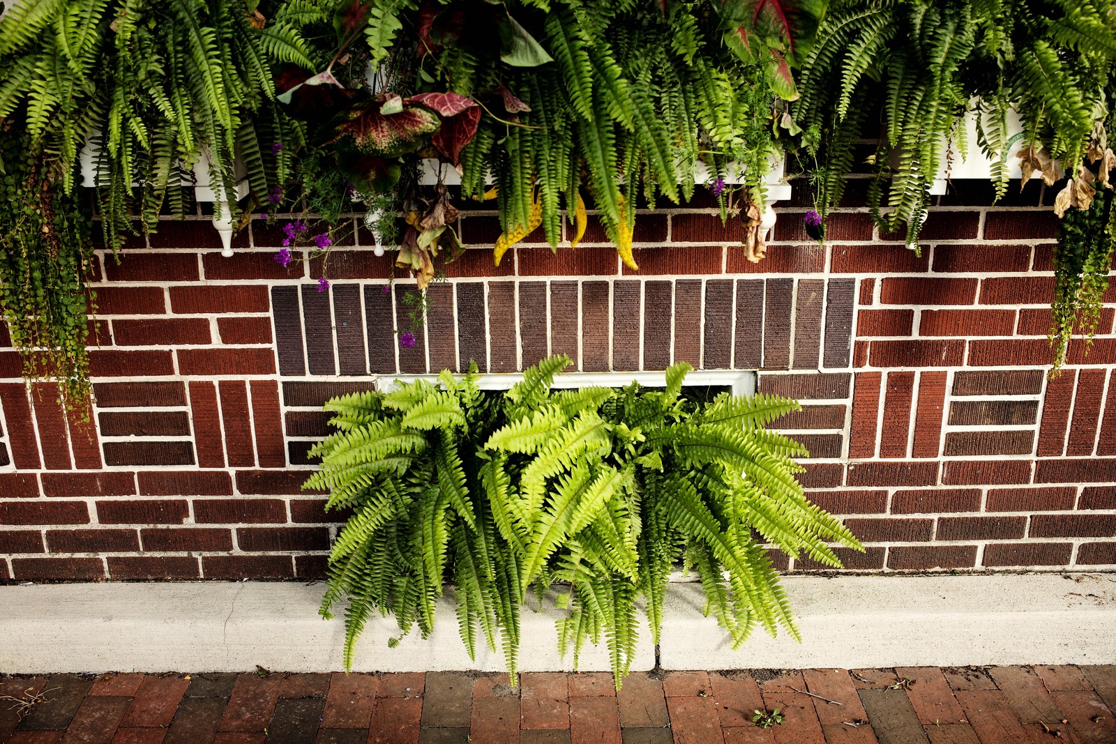 Verdant Elegance