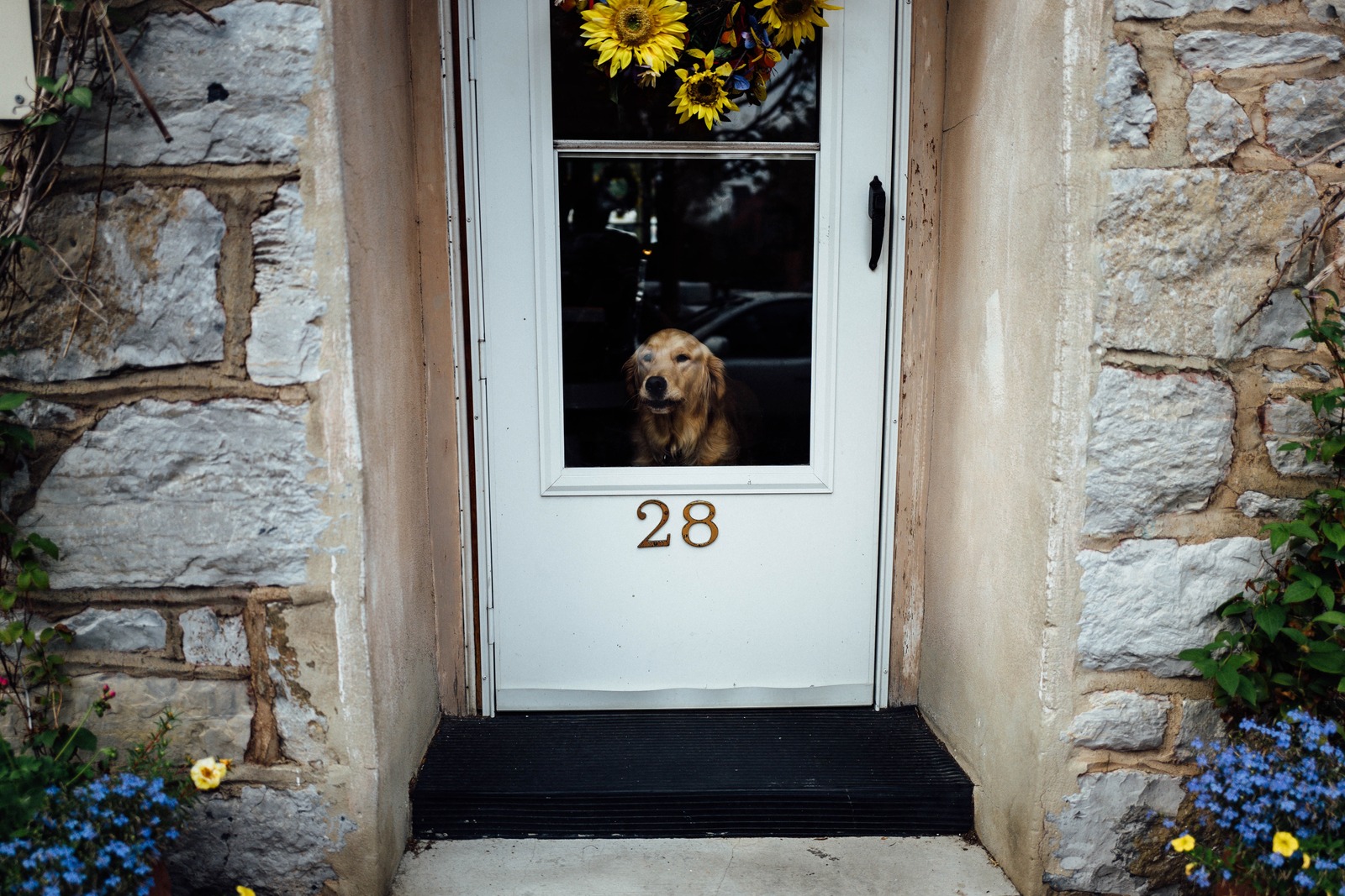Watchful Companion