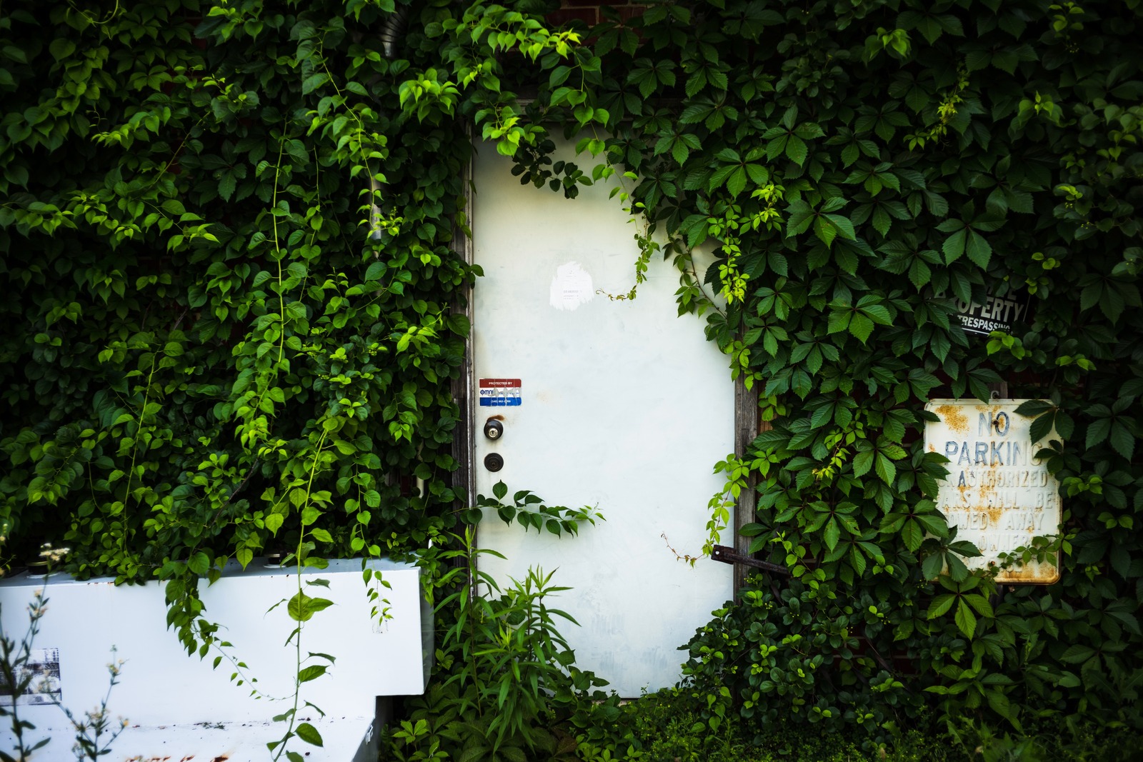 Nature's Embrace