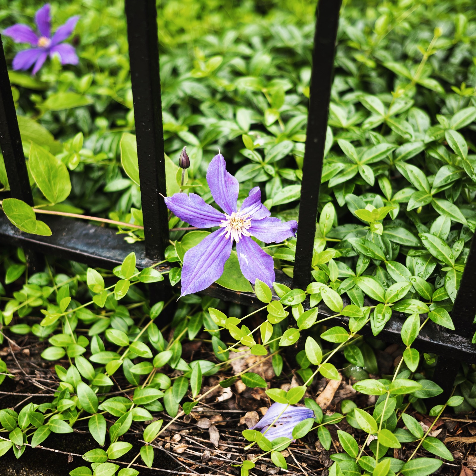 Garden Barrier