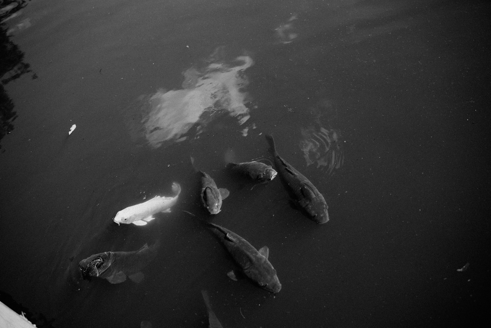 Serene Waters Echo