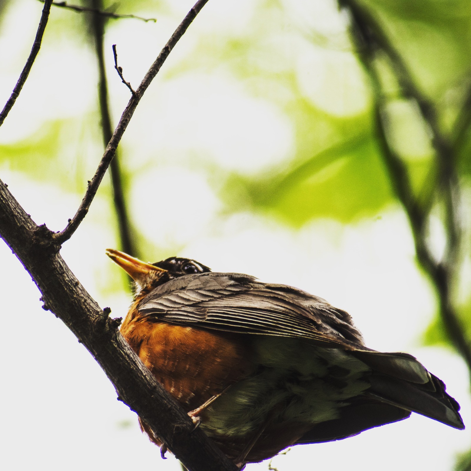 Perched in Nature