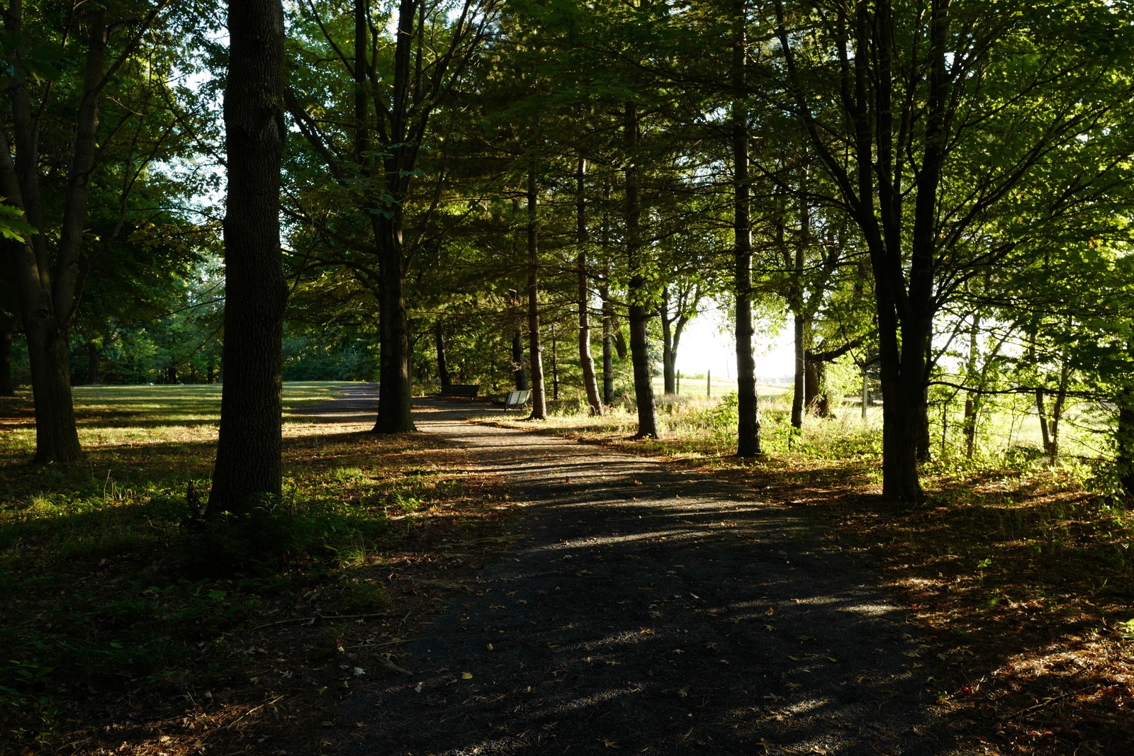 Whispering Woods