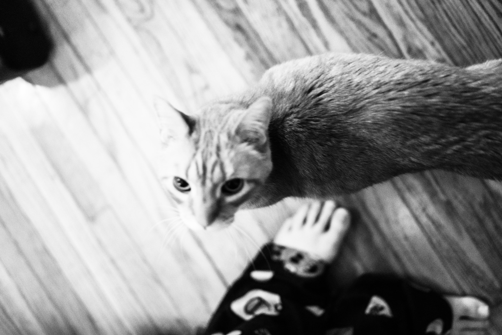 Feline Curiosity