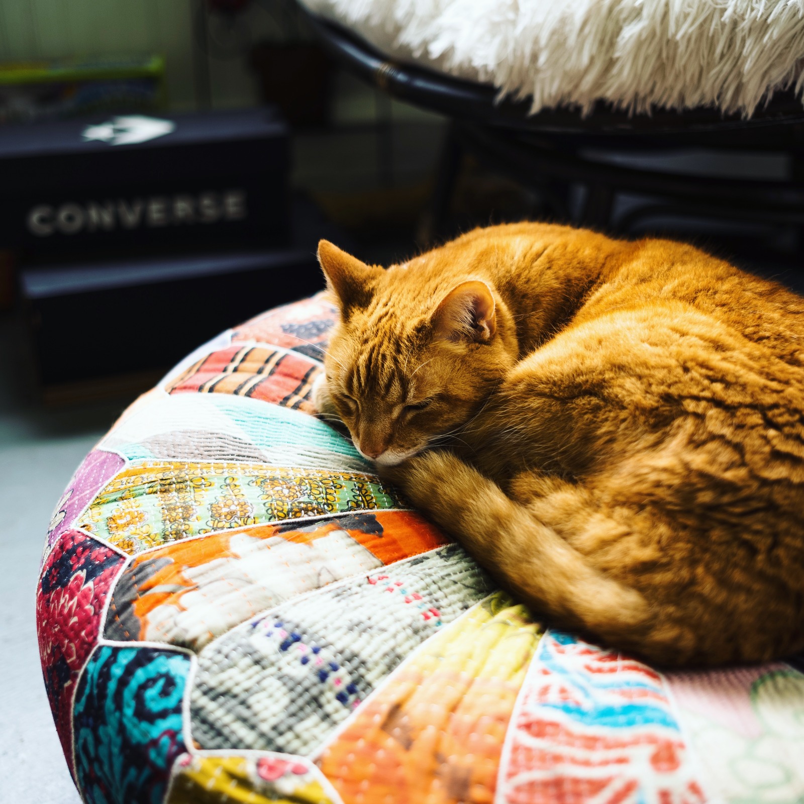 Dreamy Cat Moment