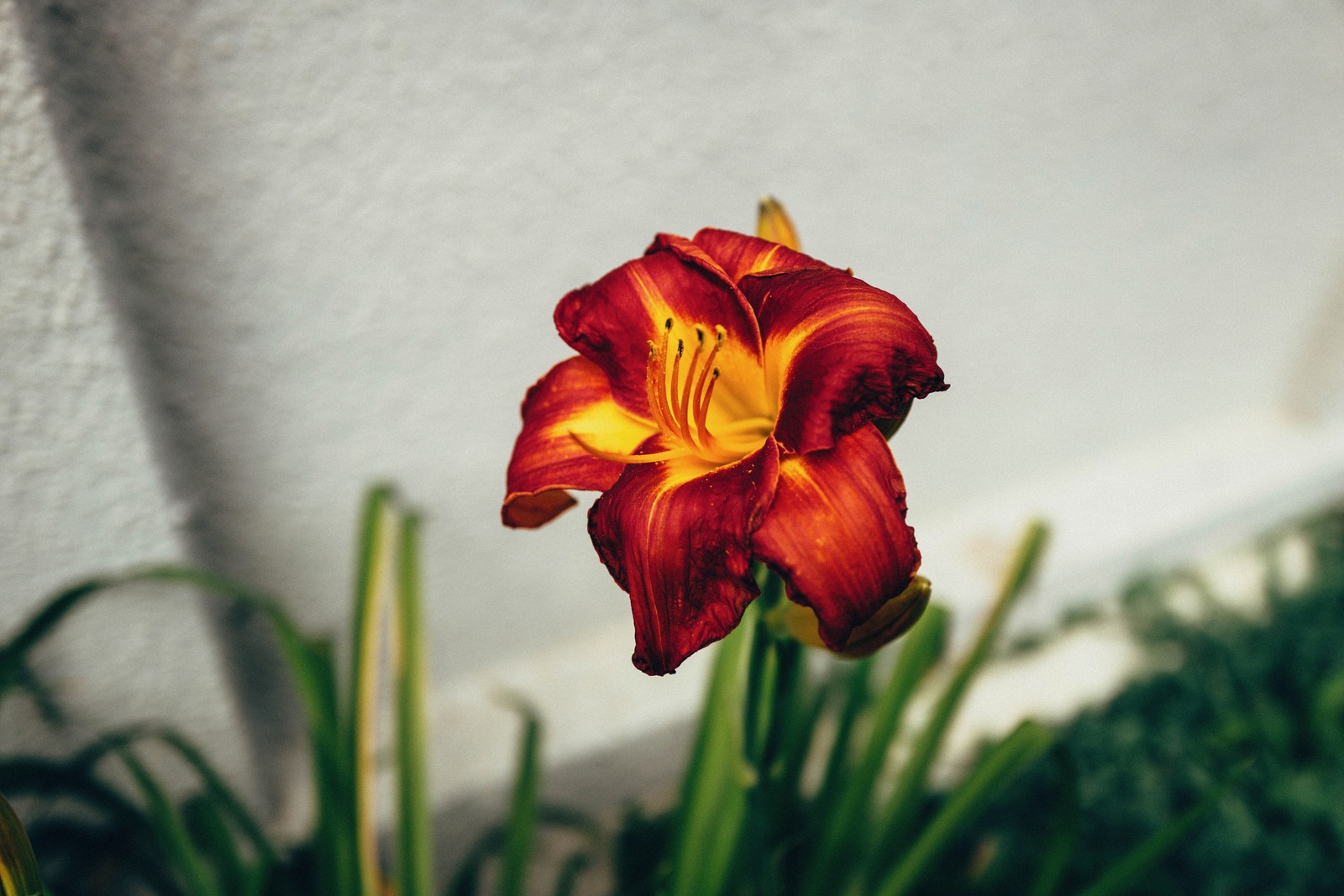 Fiery Blossom