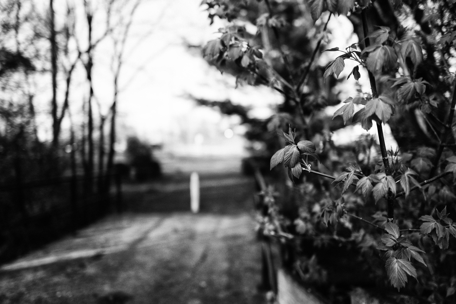Whispers of Spring